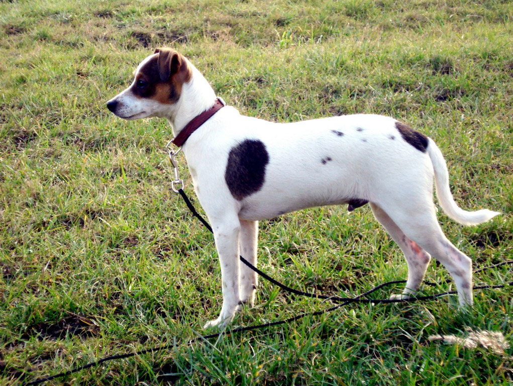 Dansk Svensk Gardhund Danski Dansky Danskie FCI Standard