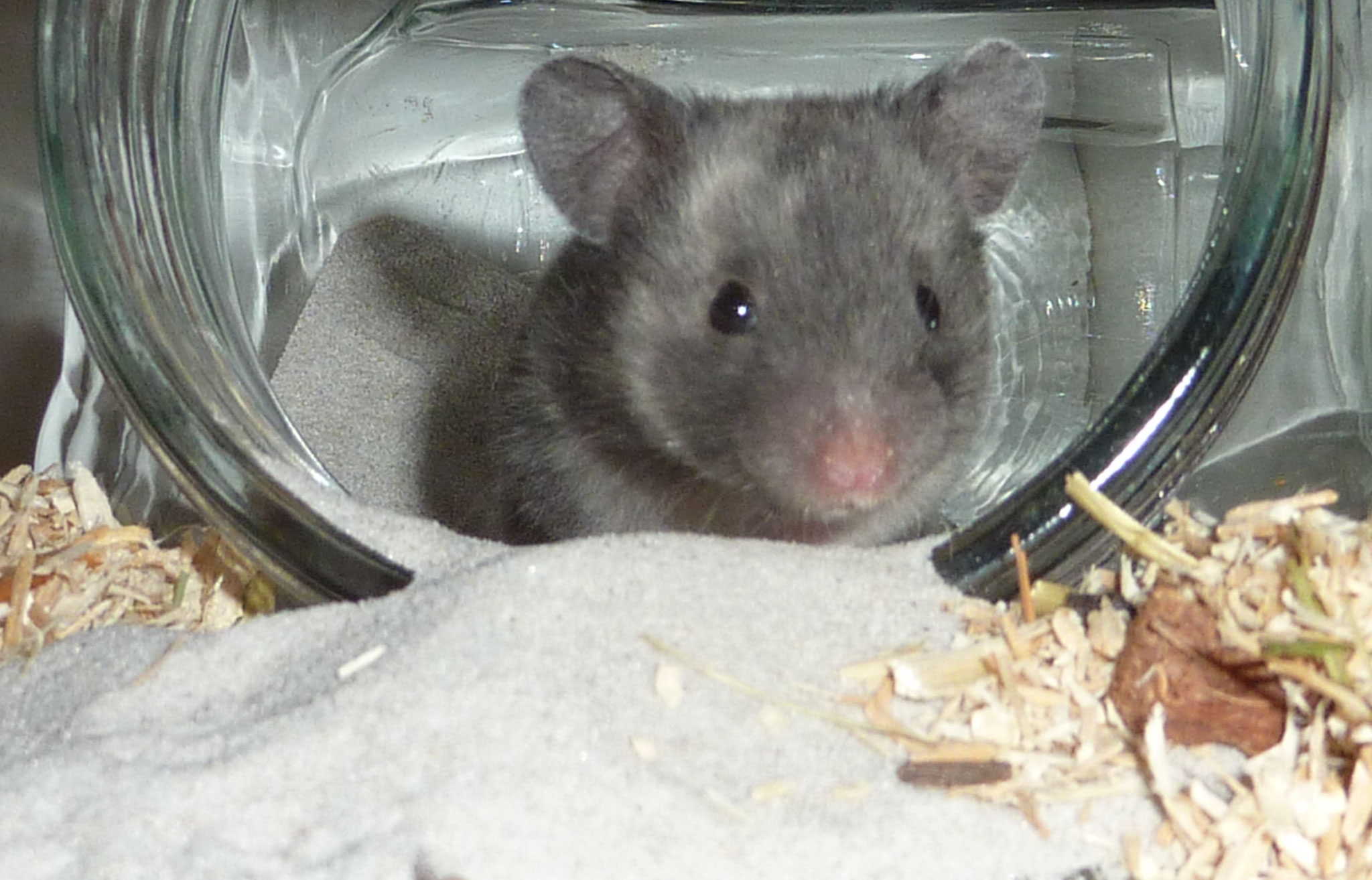 Gehege Einrichtung Www Hamsterzucht Koeln De