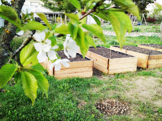 Der BioGemüsegarten Naturakademie Burgenland