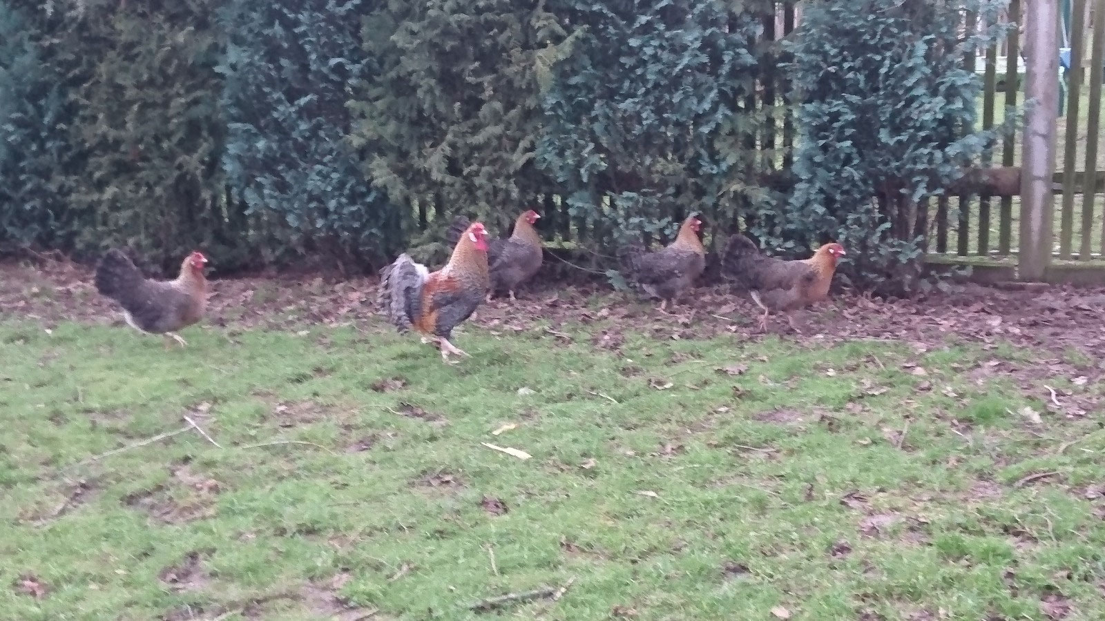 Rheinländer, kennfarbig: - SV Rheinländer und Zwerg-Rheinländer Hühner