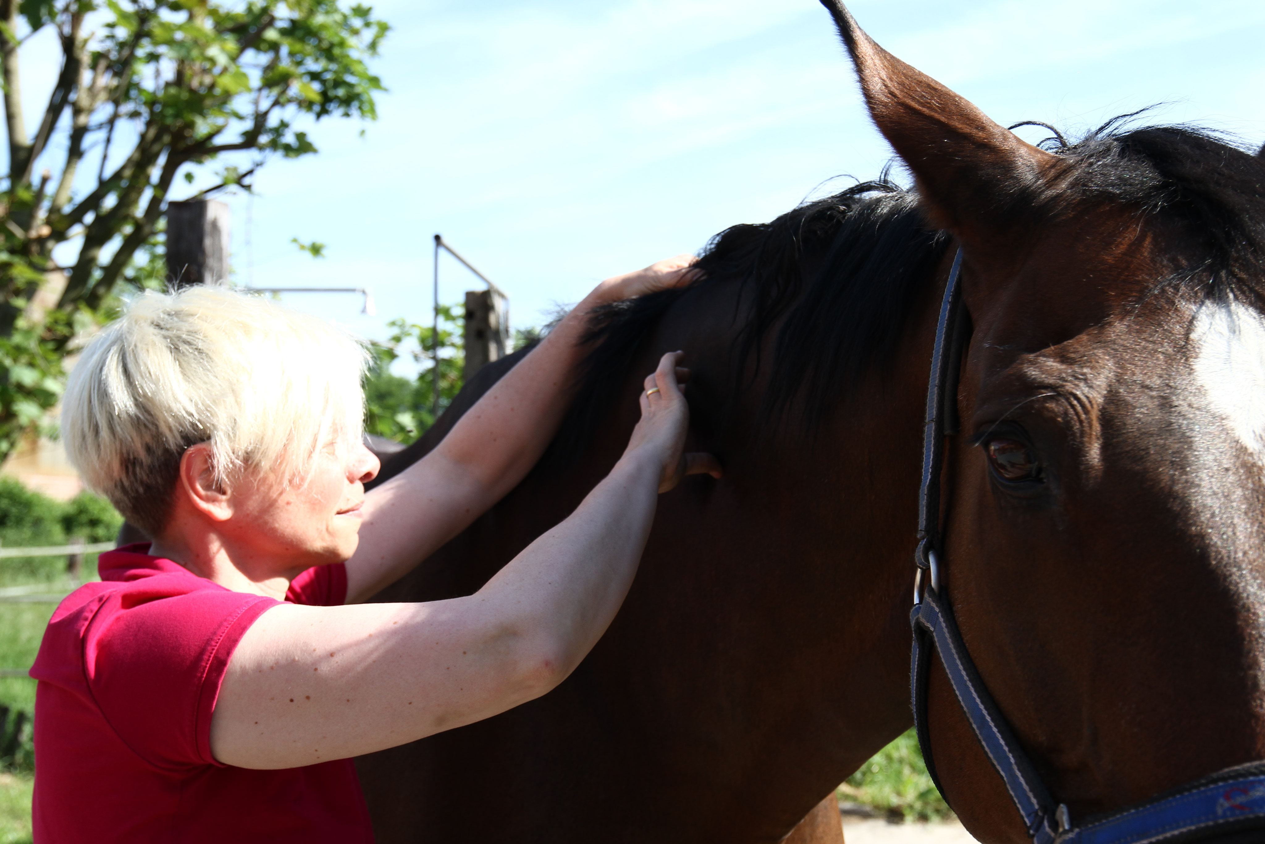 Therapie - Pferd entspann dich - Pferdeosteopathie