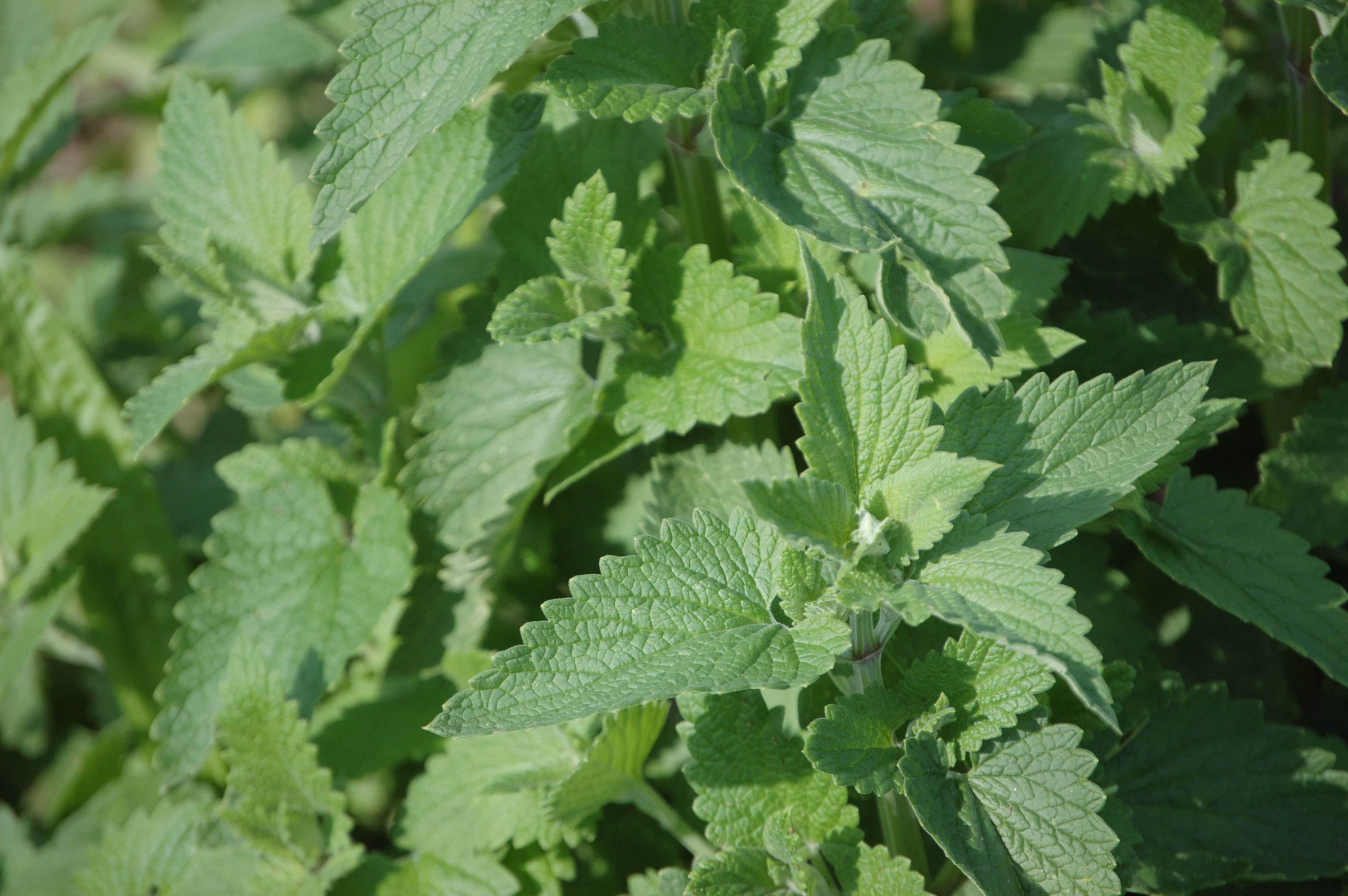 Weisse Melisse - Bio Kräuterhof Zemanek