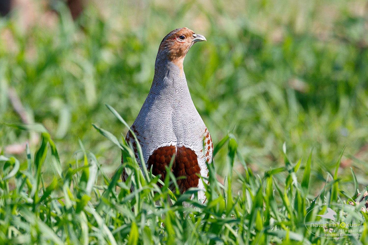 Rebhuhn - Naturfotografie Andreas Kammerhofer