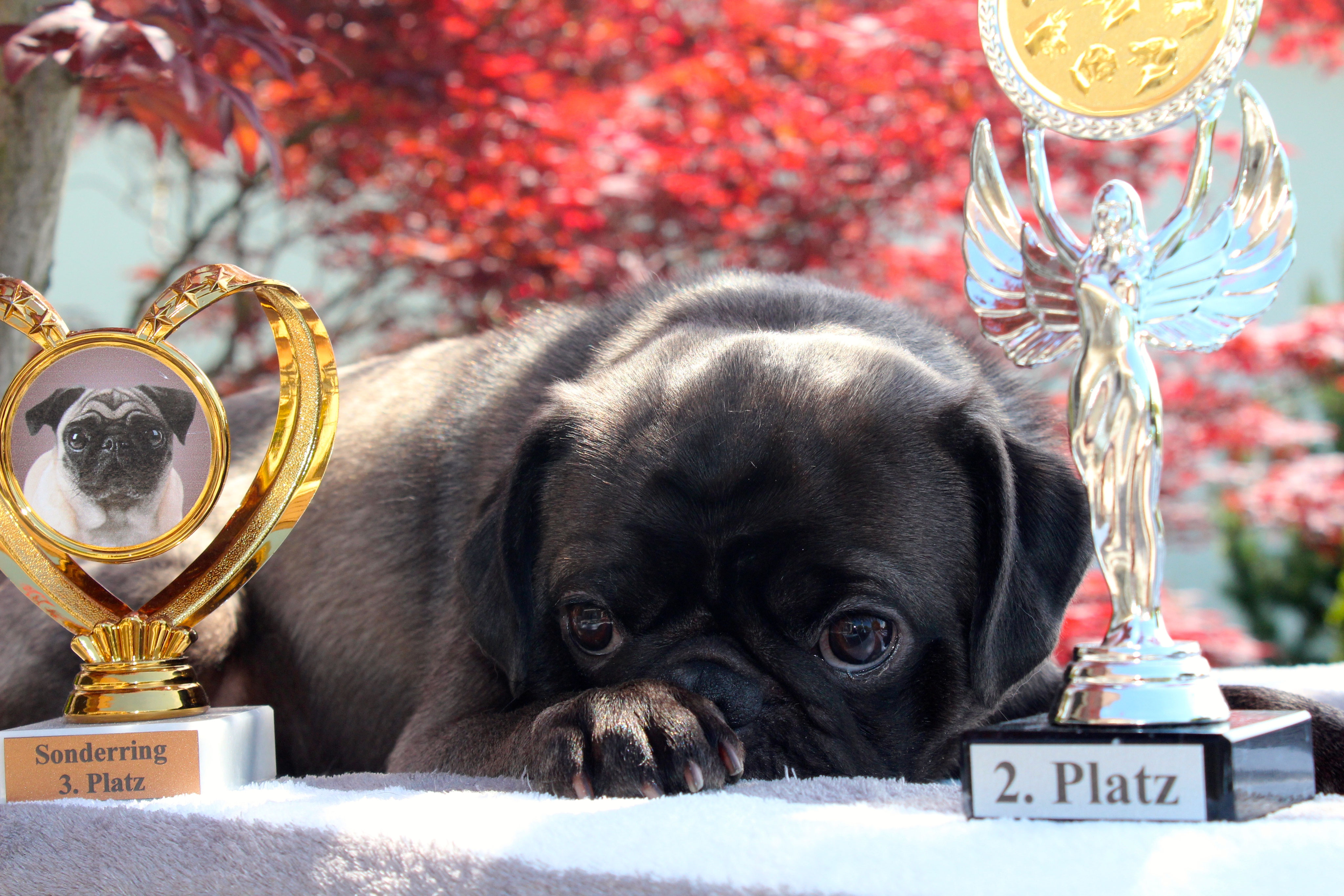 Ausstellungen Mops Zucht Schweiz