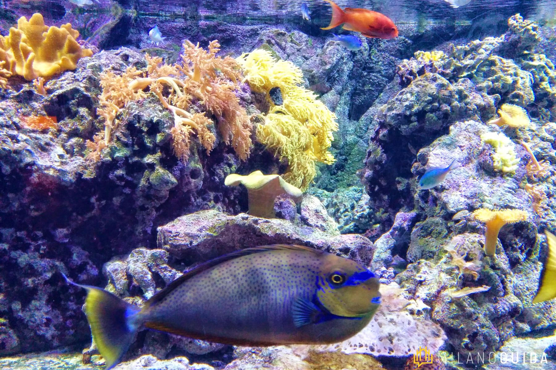 Acquario Civico Di Milano Per Bambini: Letture In
    Riva Al Mare