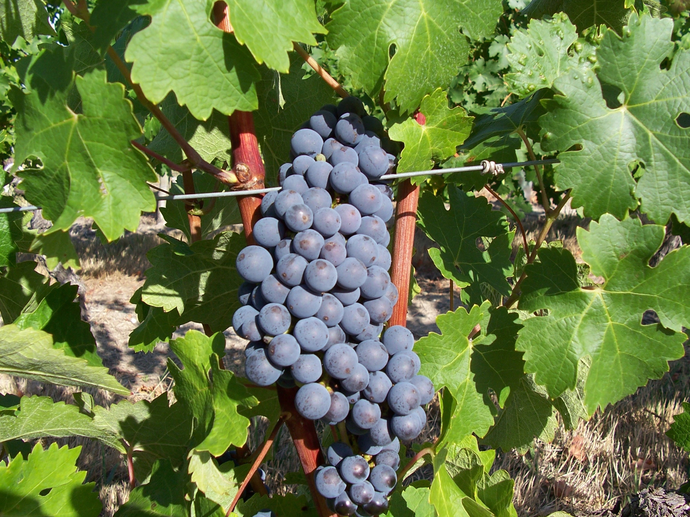 Viticulteurs