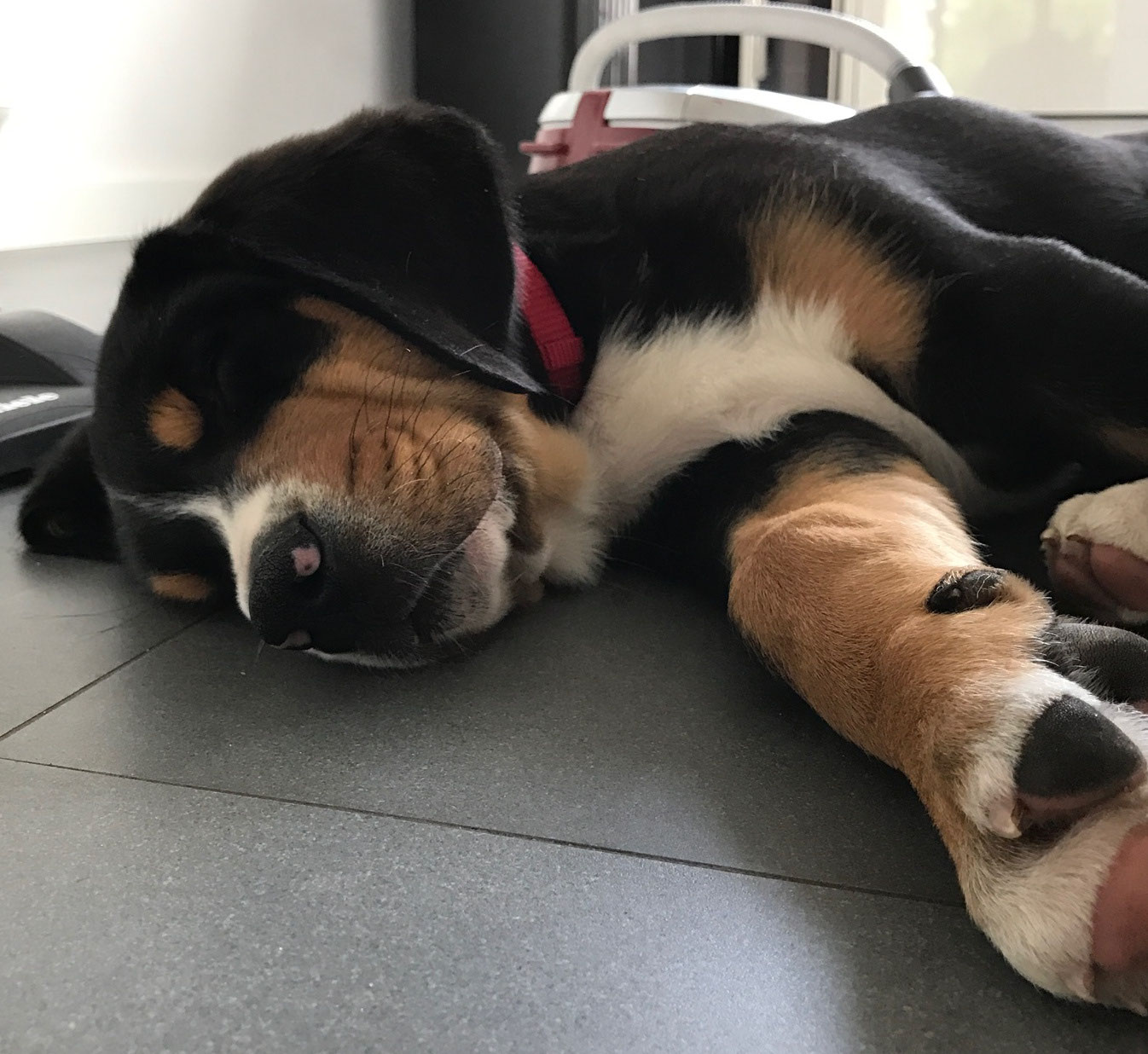 Grosse Schweizer Sennenhunde Vom Eutiner See Welpen Grosse