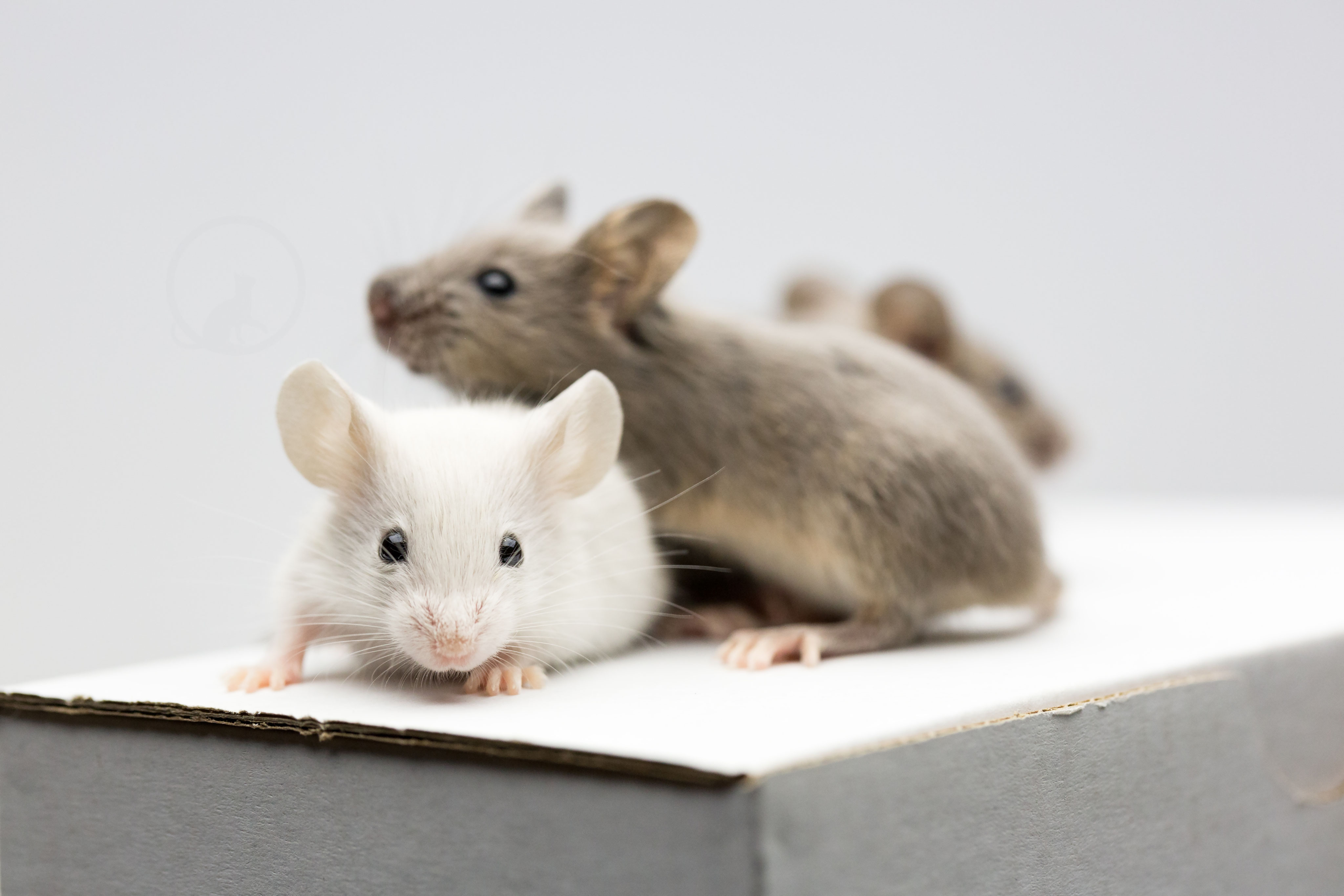 Black Eyed White Deine Seite rund um Farbmausfarben und