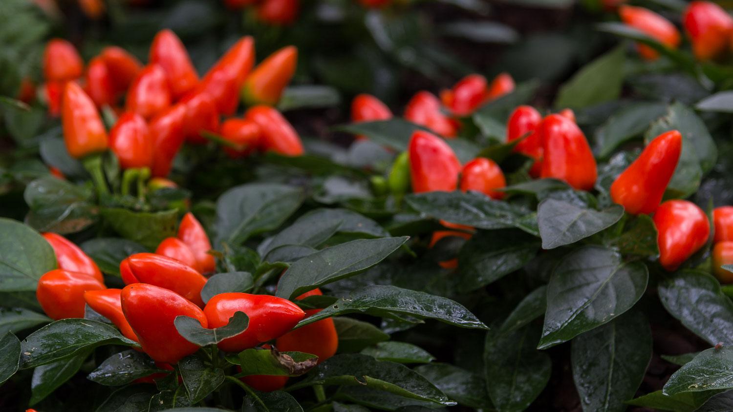 Flora Welt der Pflanzen mcmfotografie Webseite!