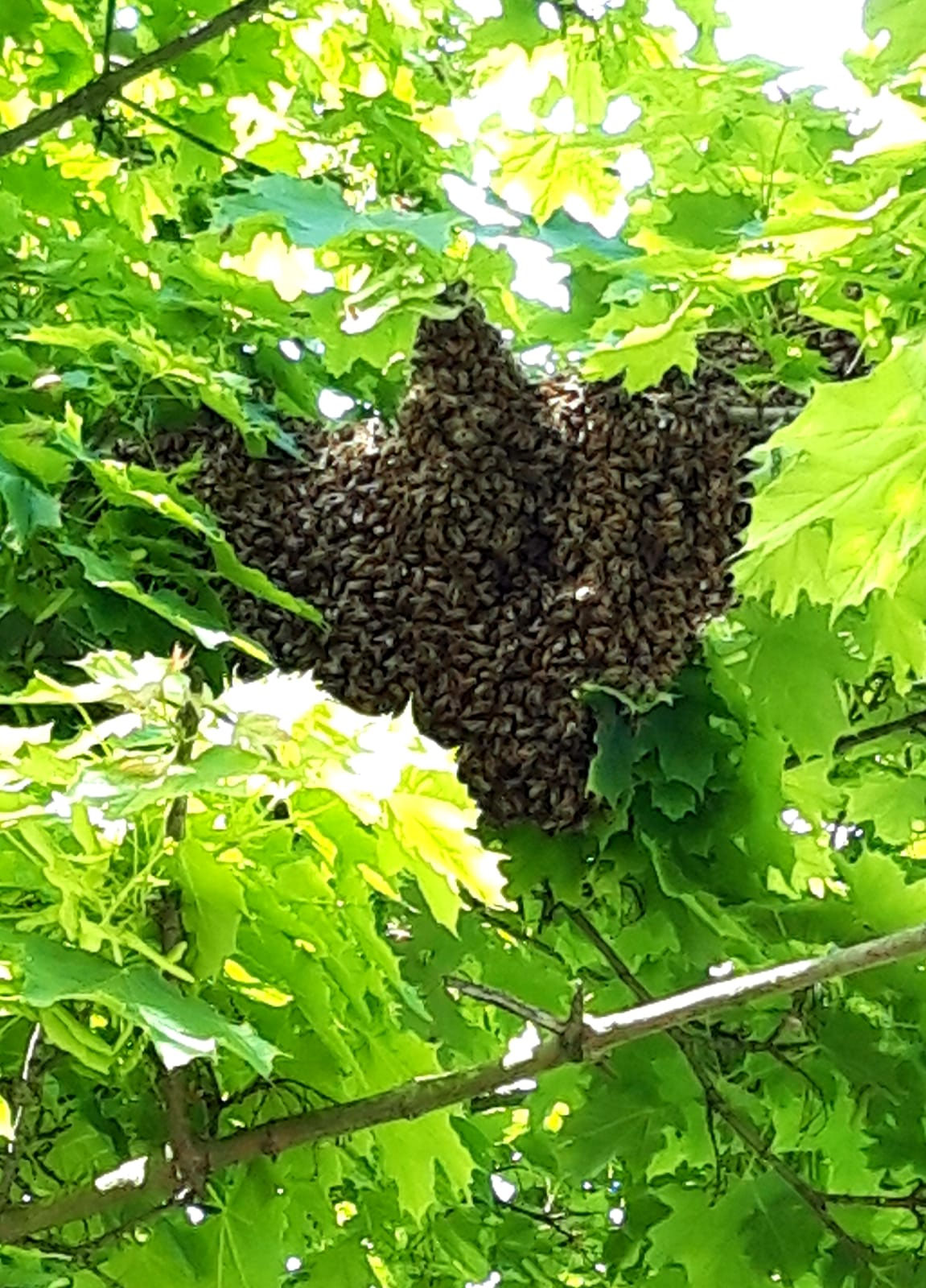 Summ, Summ, Summ, 9. Grundschule