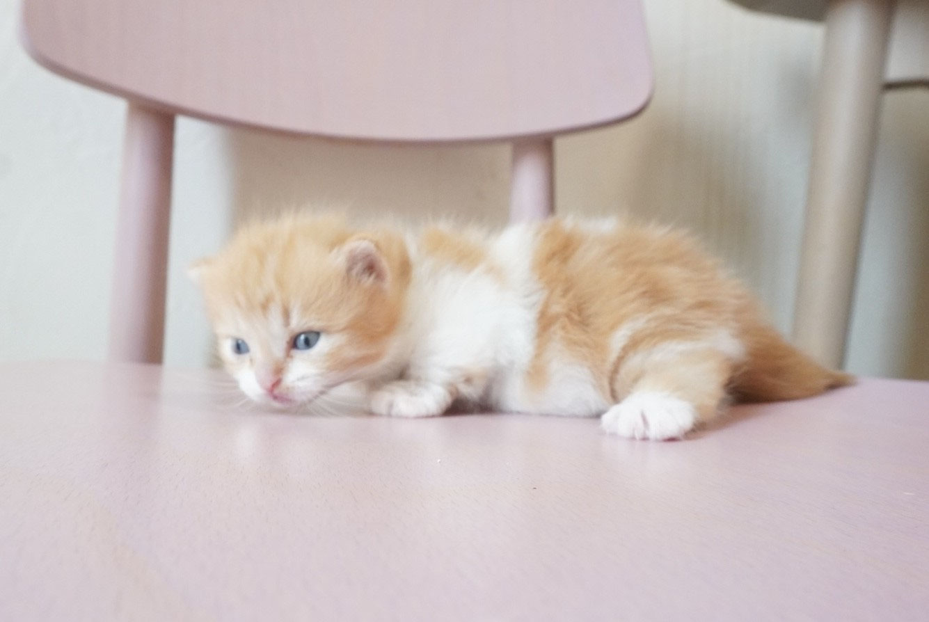 大幅値下げ‼︎ フランスアンティーク・ 可愛い5匹の仔猫ちゃん 大幅値下げ‼︎ フランスアンティーク・ 可愛い5匹の仔猫ちゃん