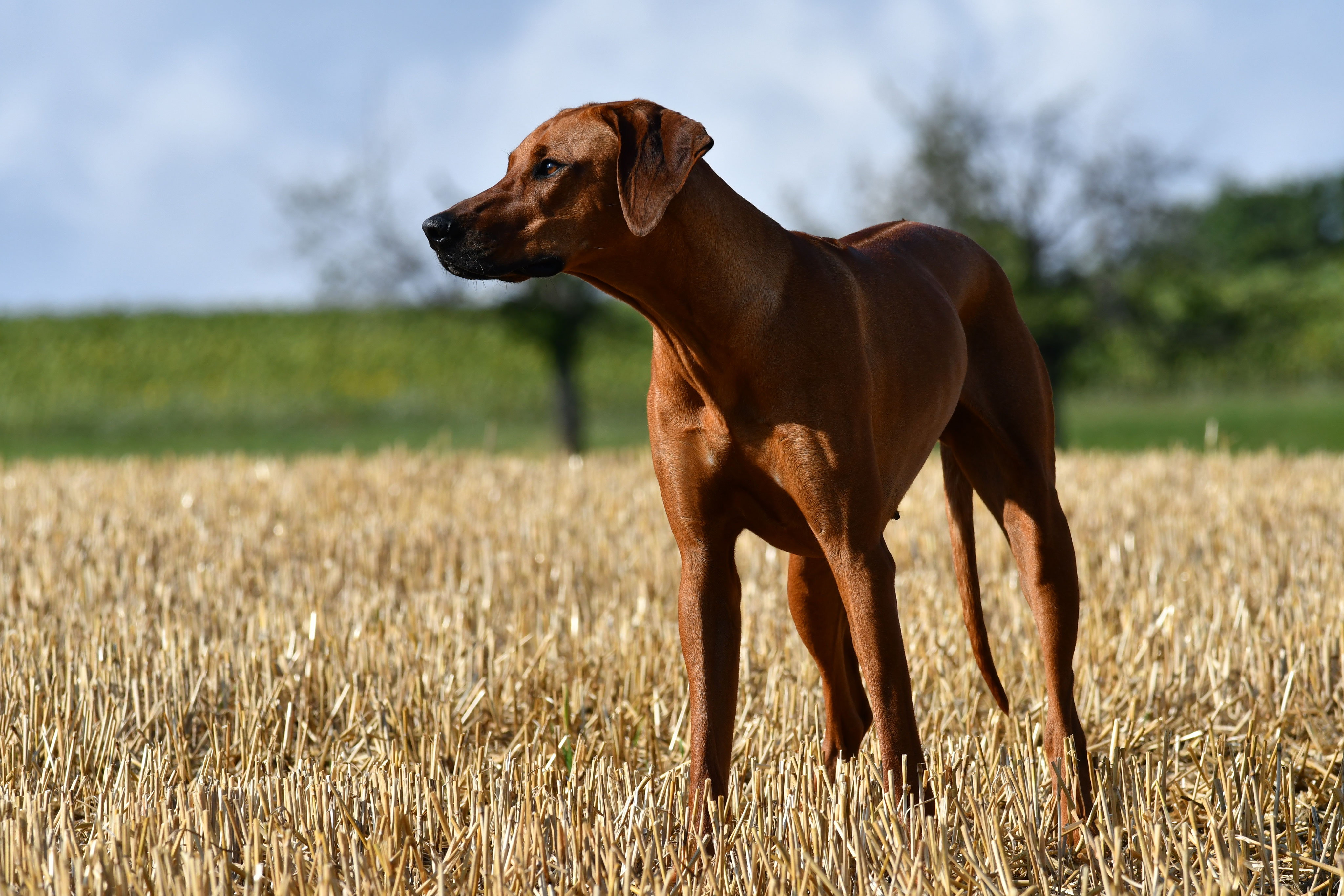 Mashona Bashira Zubayda mashonas Webseite!