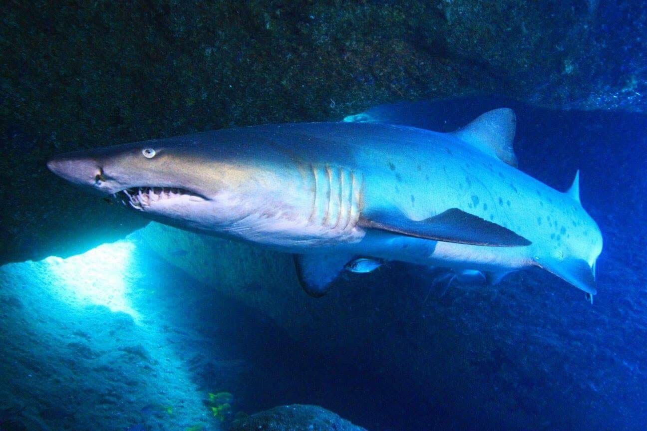 沼口麻子 シャークジャーナリスト 株式会社ナショナルランド 小笠原諸島専門旅行会社