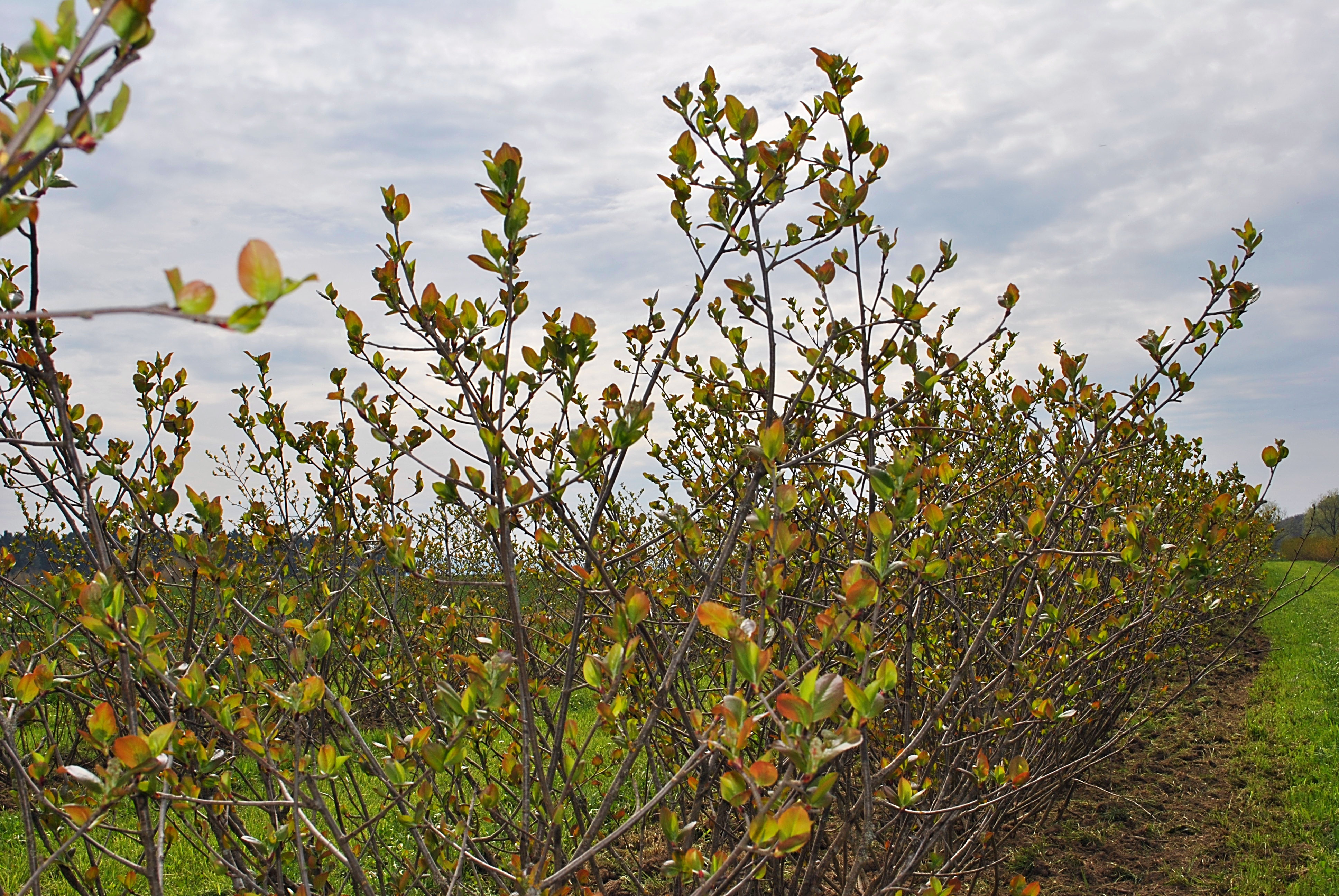 ARONIA mathiasstrassers Webseite!