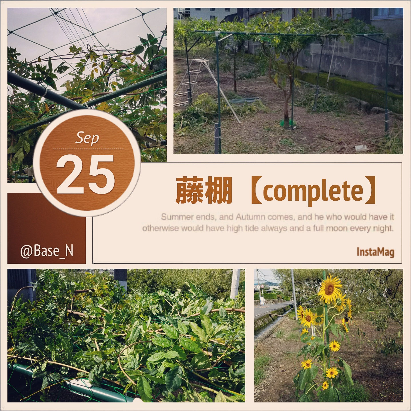 八重黒龍【四樹彩】 - 和×夢 nagomu farm