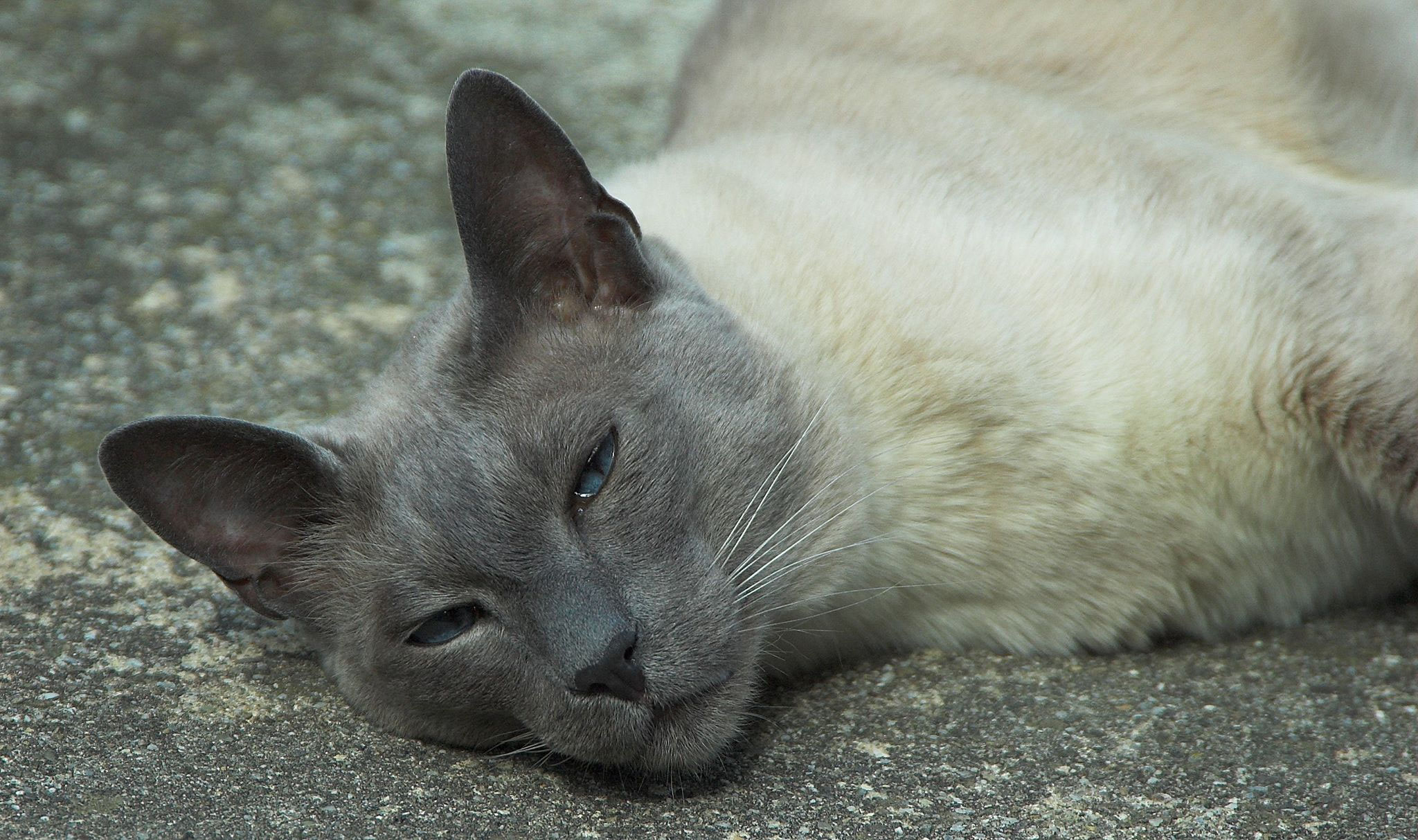 Home jaussis Webseite!