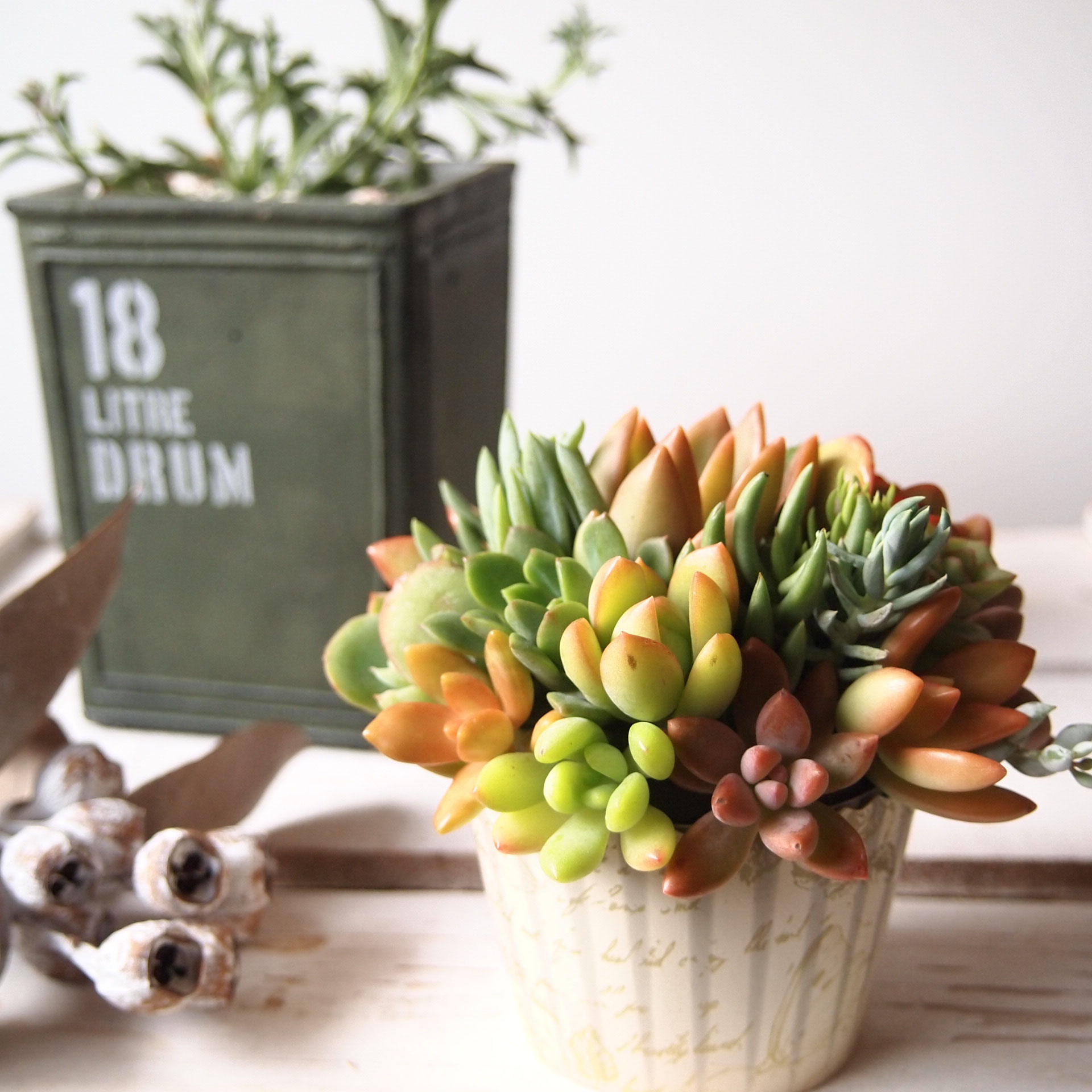 そのまま飾れる多肉植物寄せ植え コンテナ 管理書付