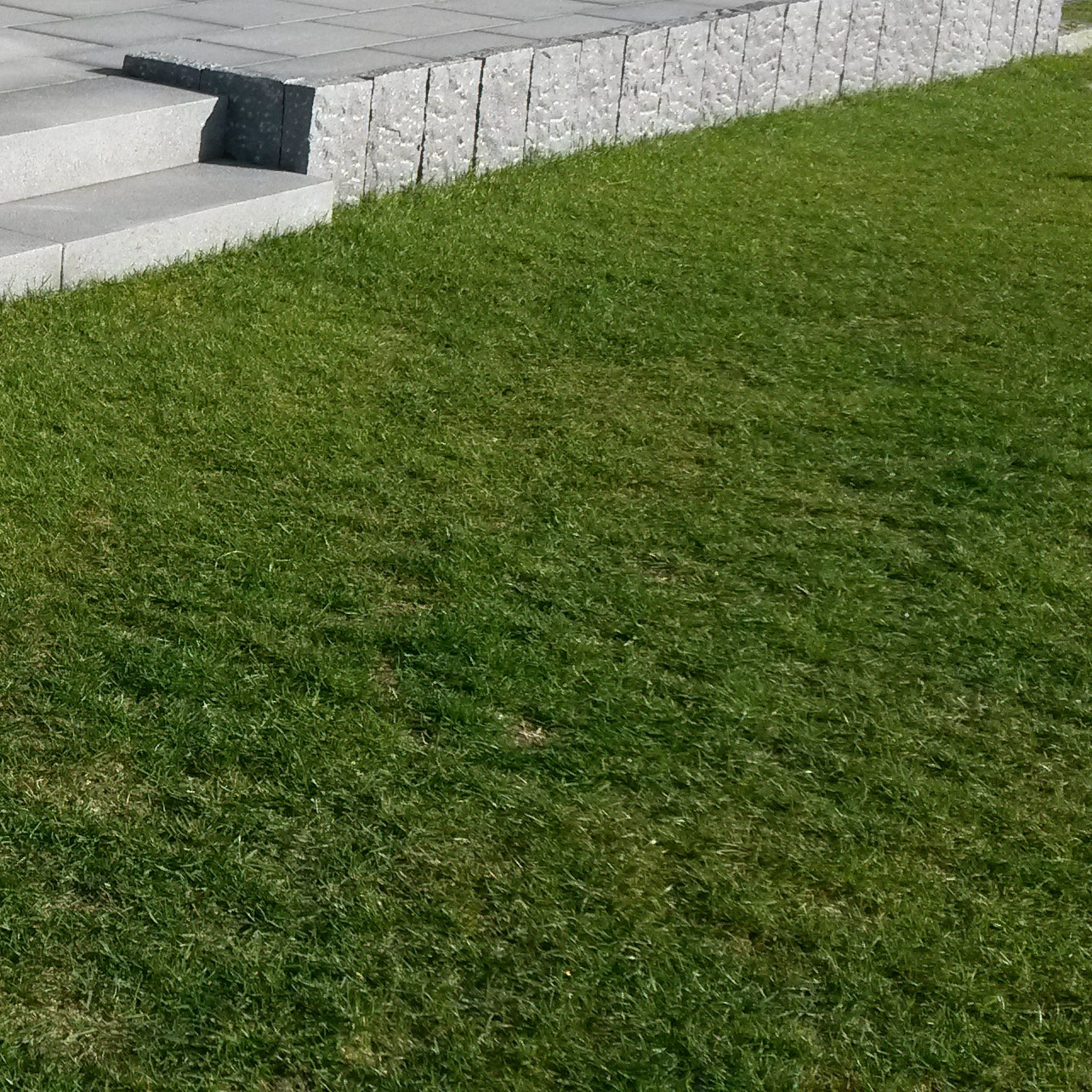 Rasen - Völkner Garten- und Landschaftsbau