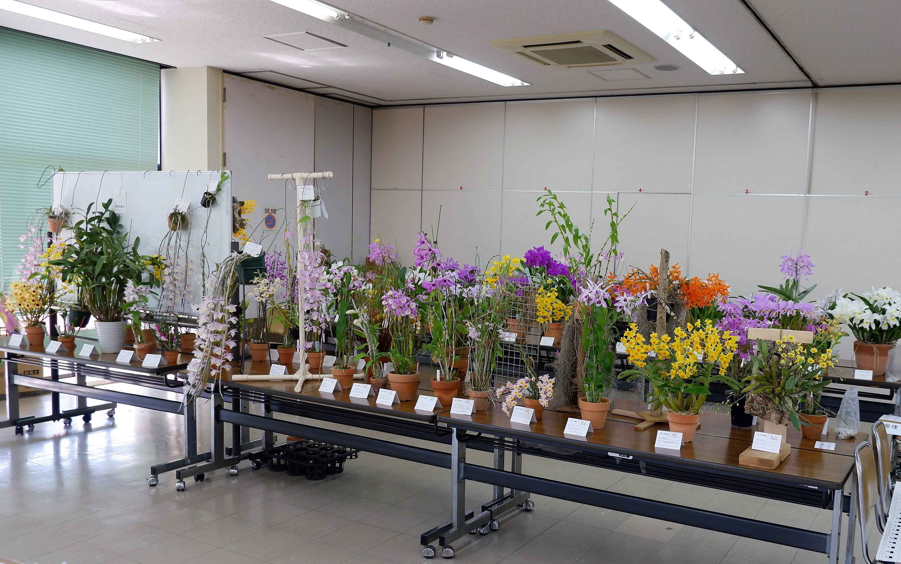 2022年4月 - 埼玉洋蘭会 2022年4月 - 埼玉洋蘭会