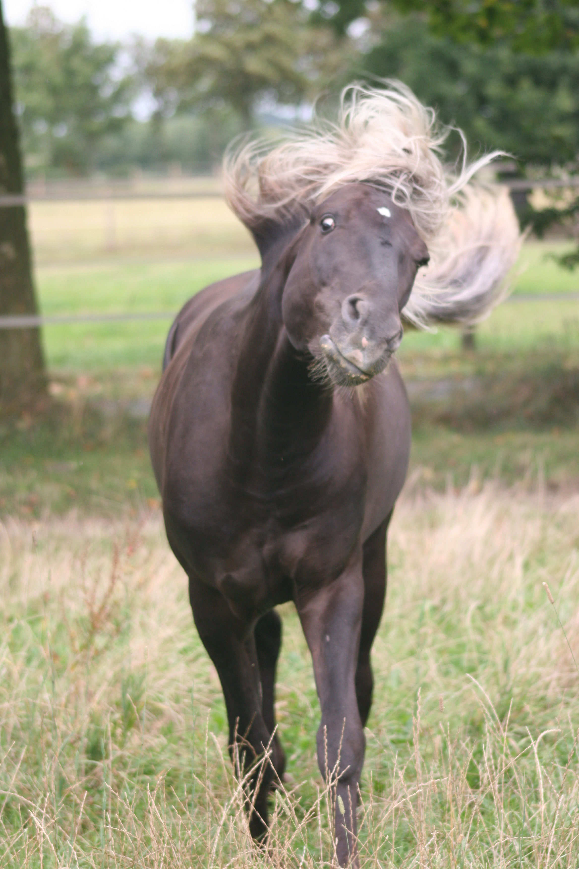 Links Zweirabenhof Rocky Mountain Horse