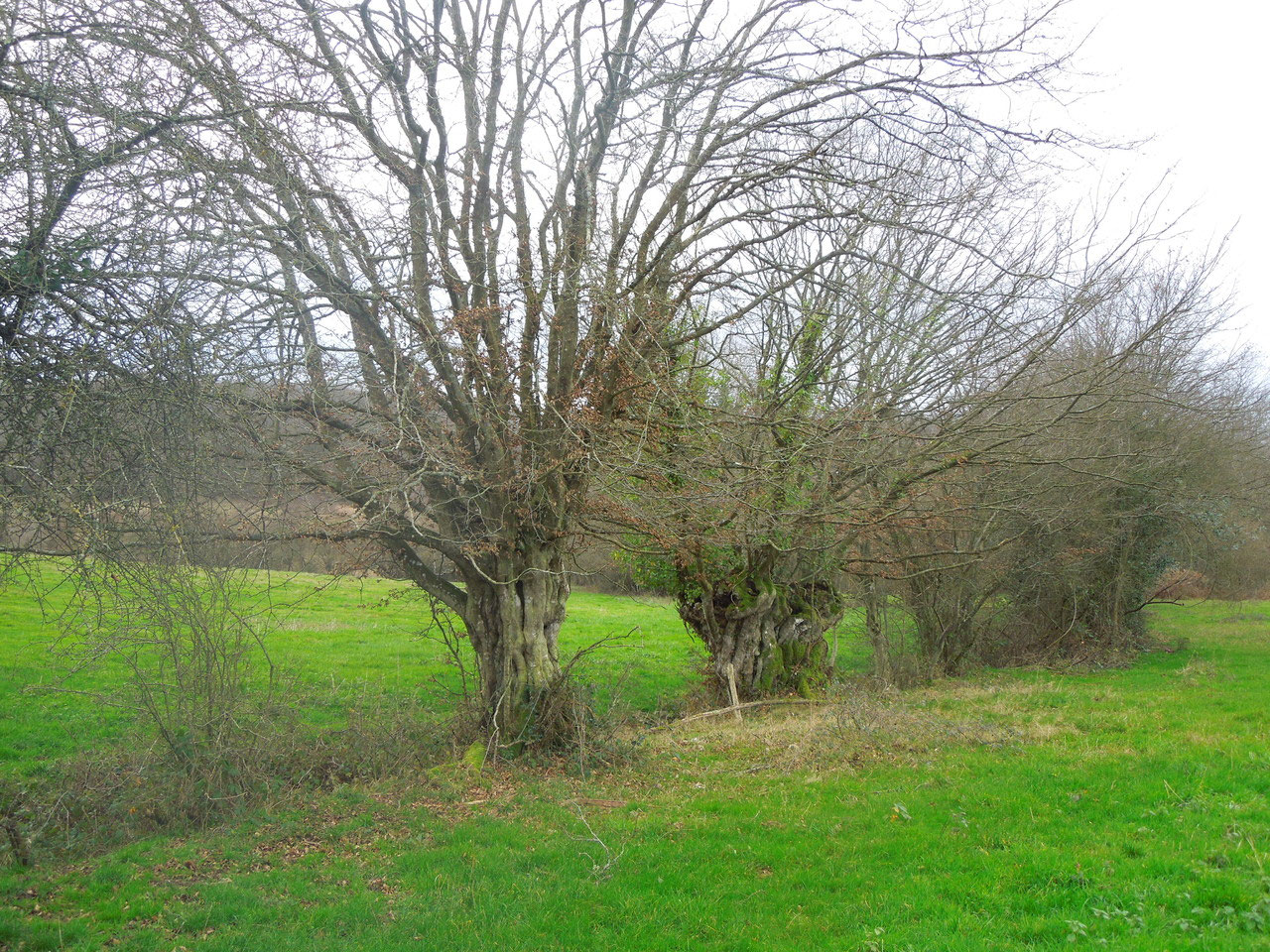Carrefour de l'Ormeau — photo : carrefour-de-lormeau.com