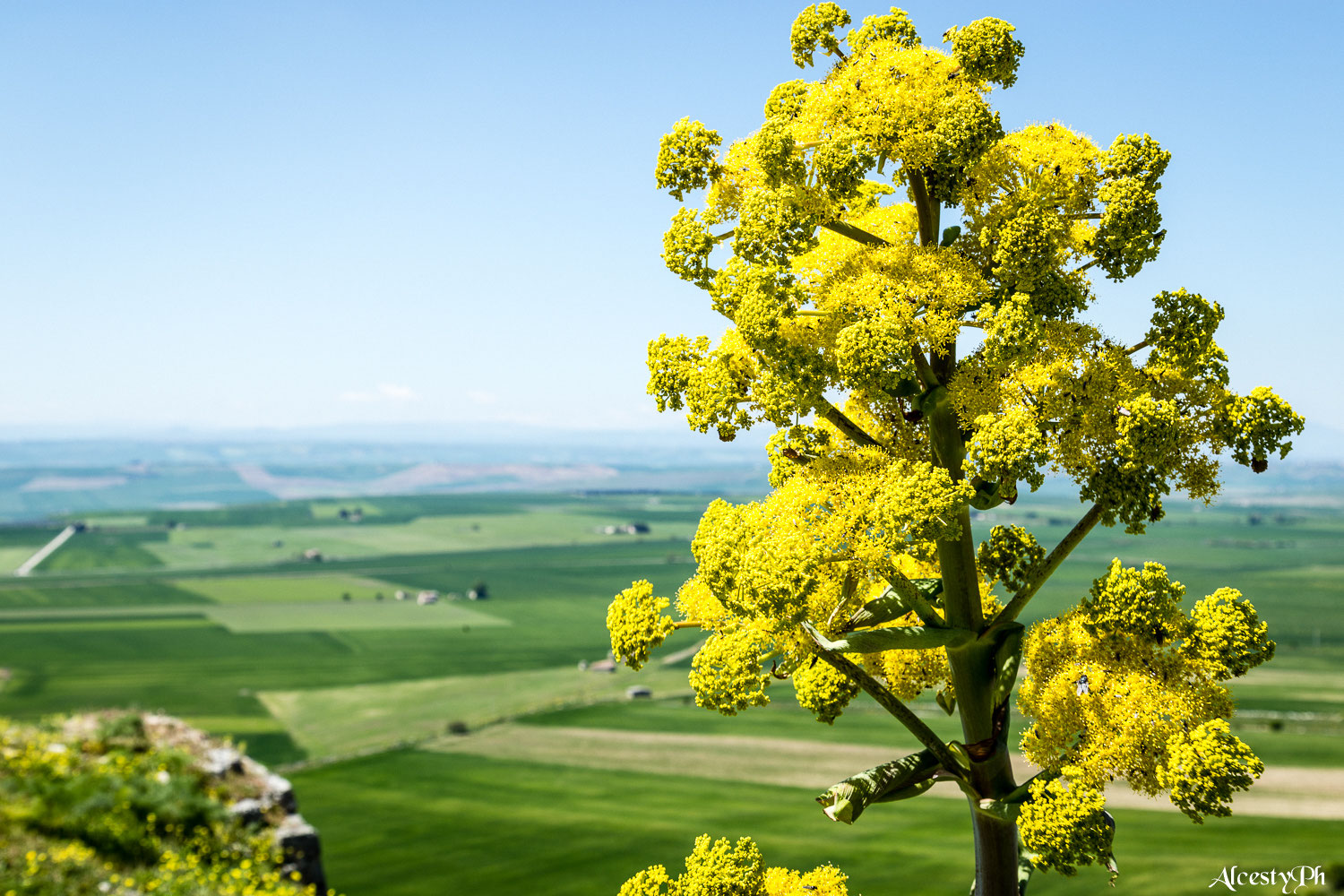 Ferula: simbolo murgiano Trekking across special places in southern Italy