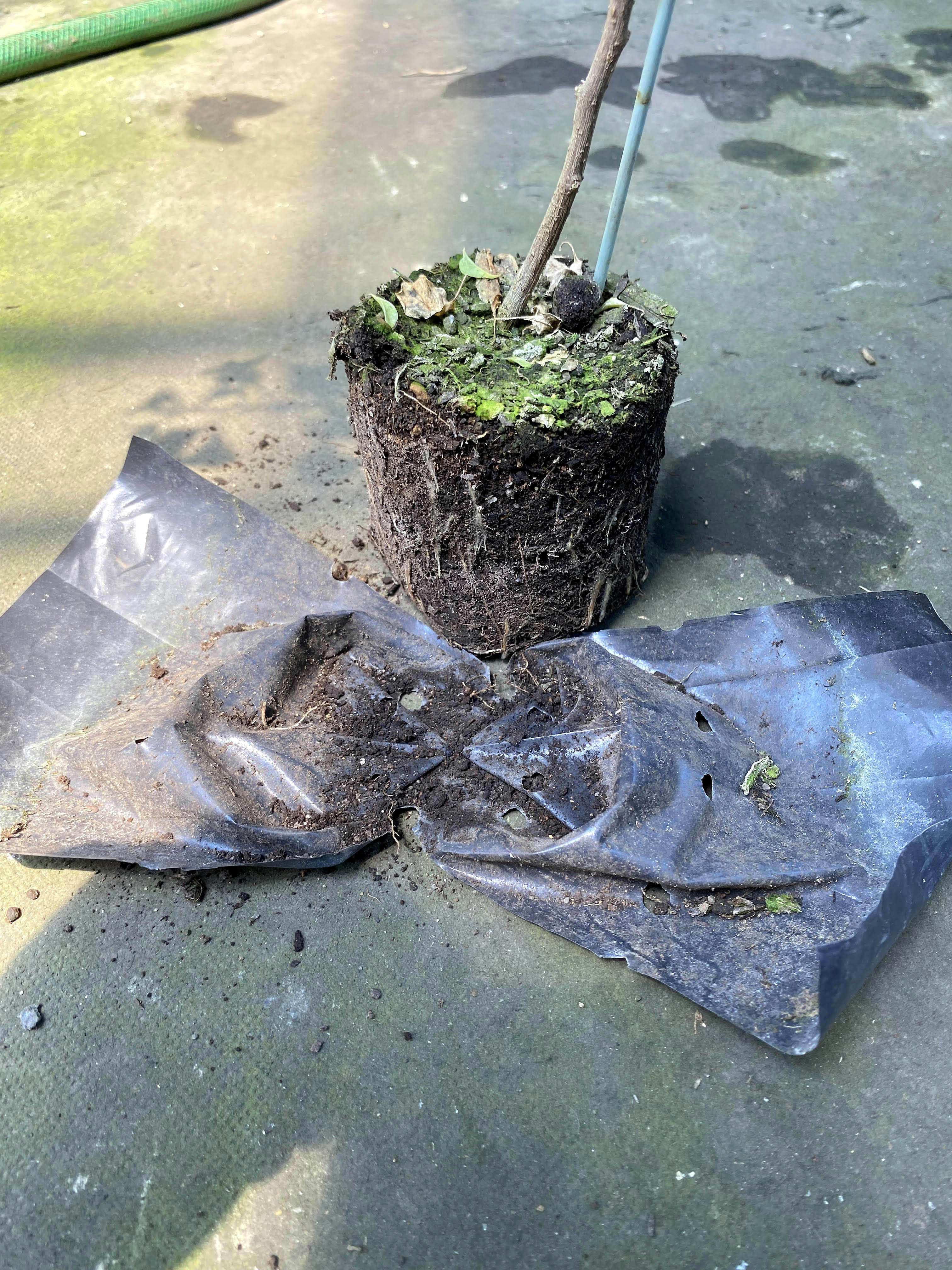 ブーゲンビレア( 苗販売） - nangokunomori.com