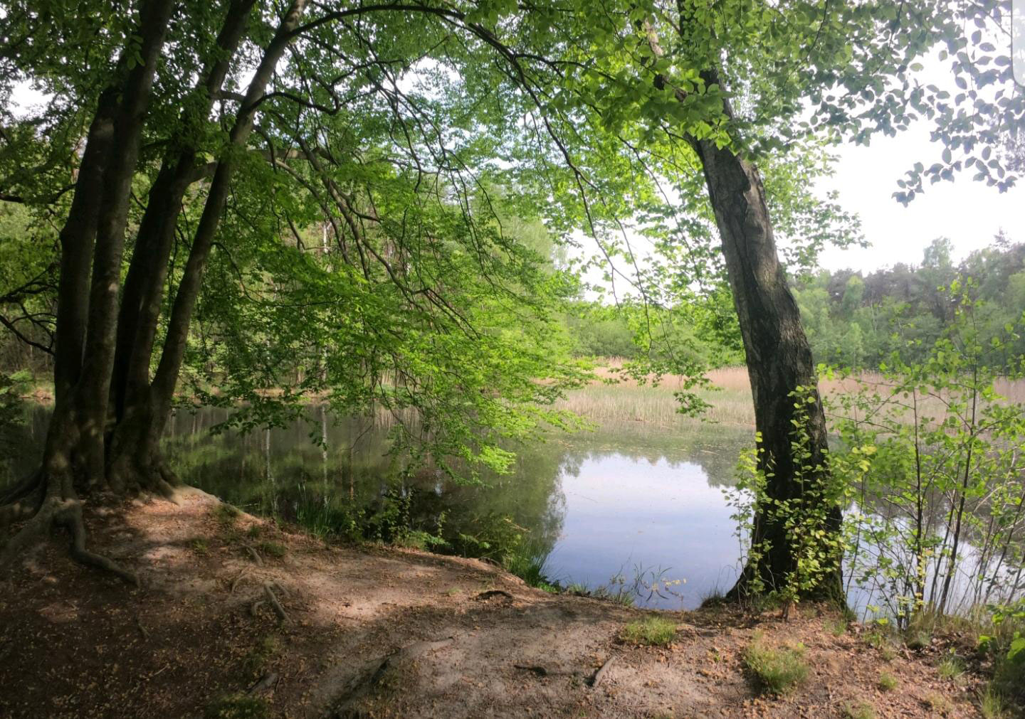 Willkommen am Dammühlenteich in der Dahlener Heide Ihre