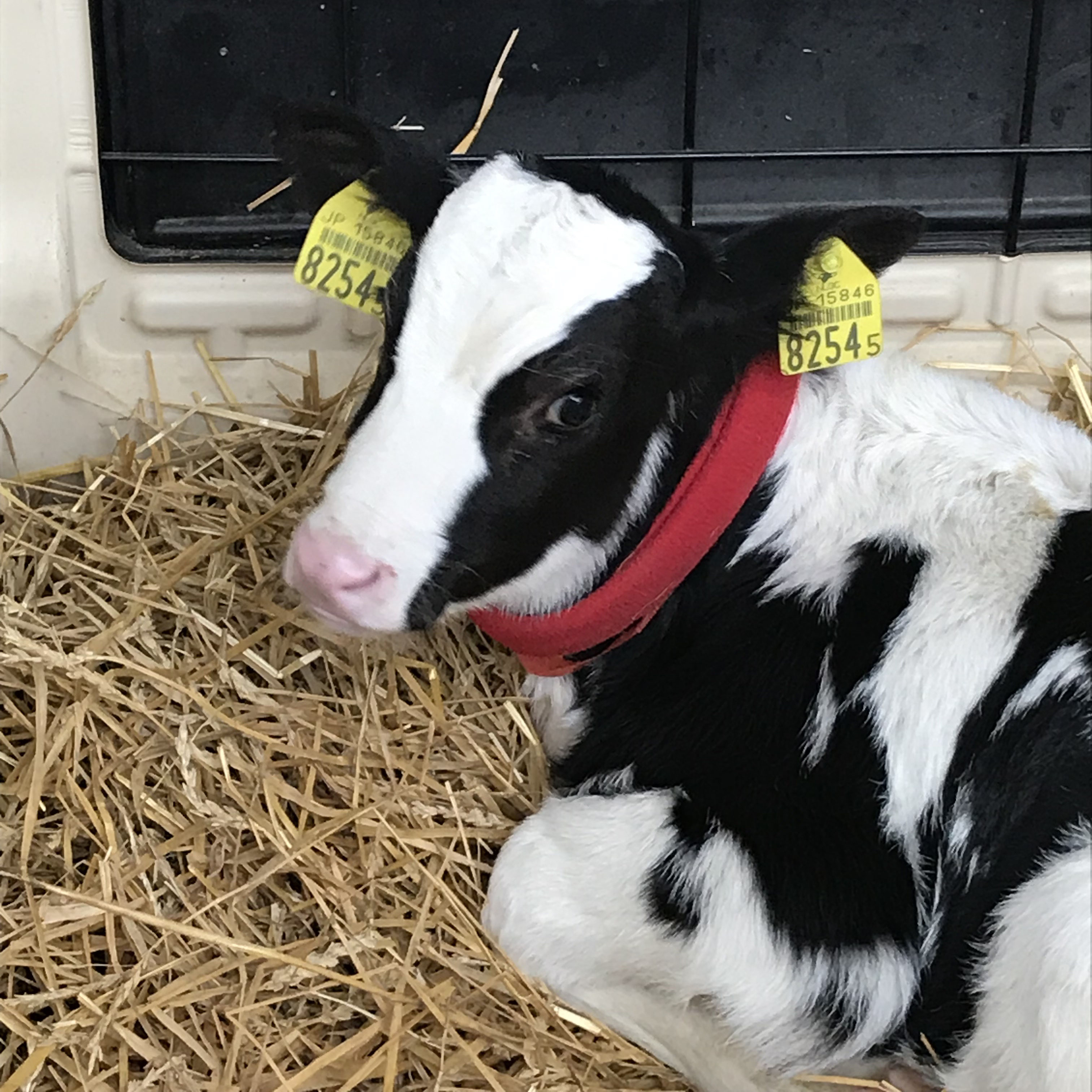Cow Story 北海道