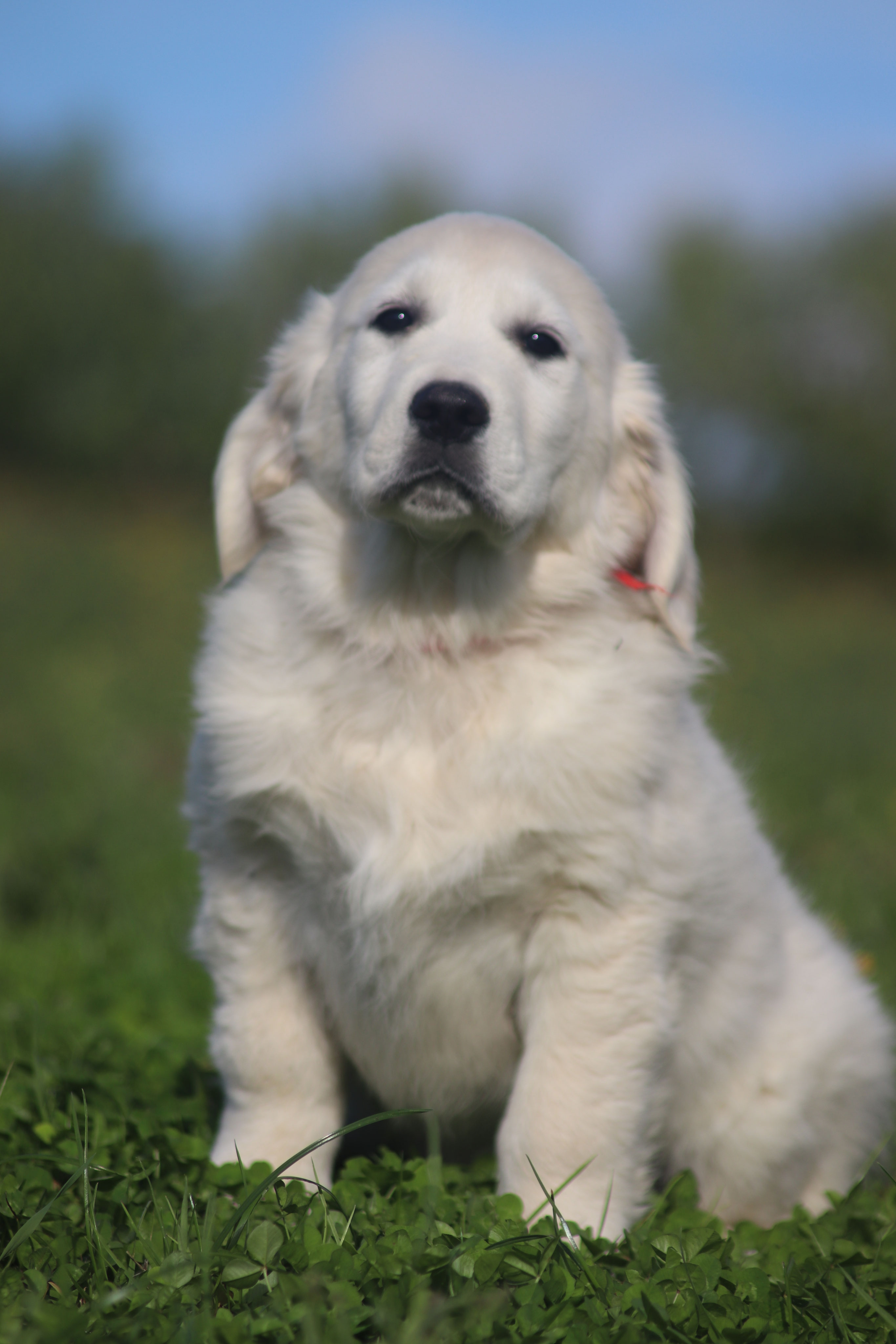 Chiots, 2 Mois... Chiots Golden retrievers