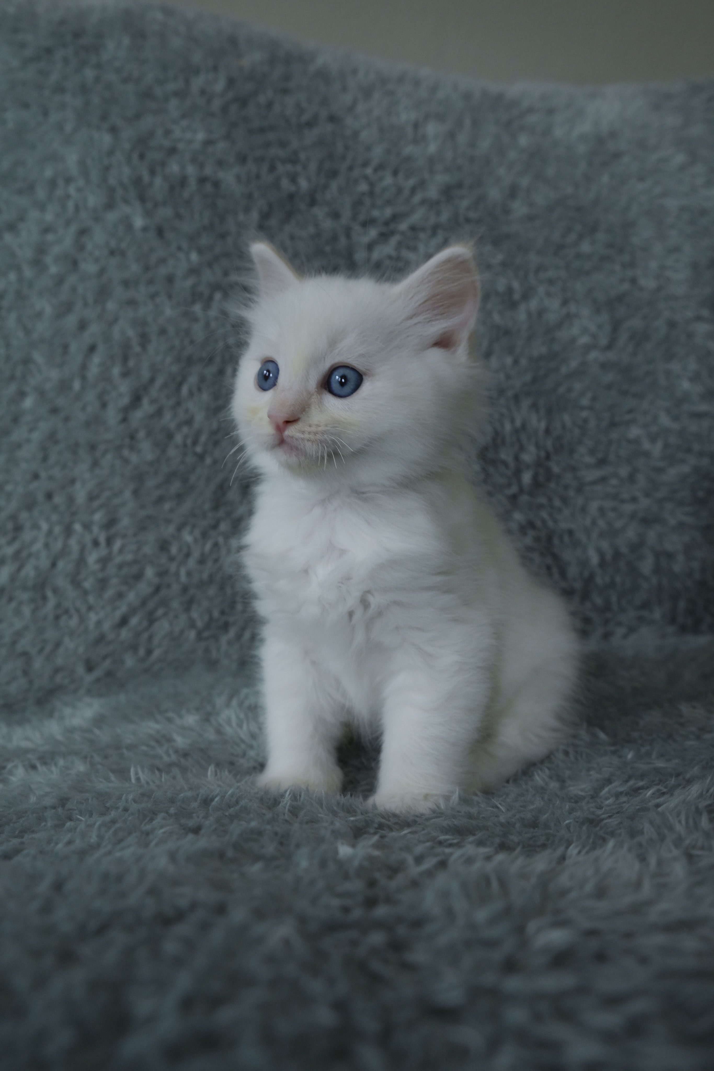 kittens 2020 - De website van ragdollcatterypriceless!, image size:2731x4096