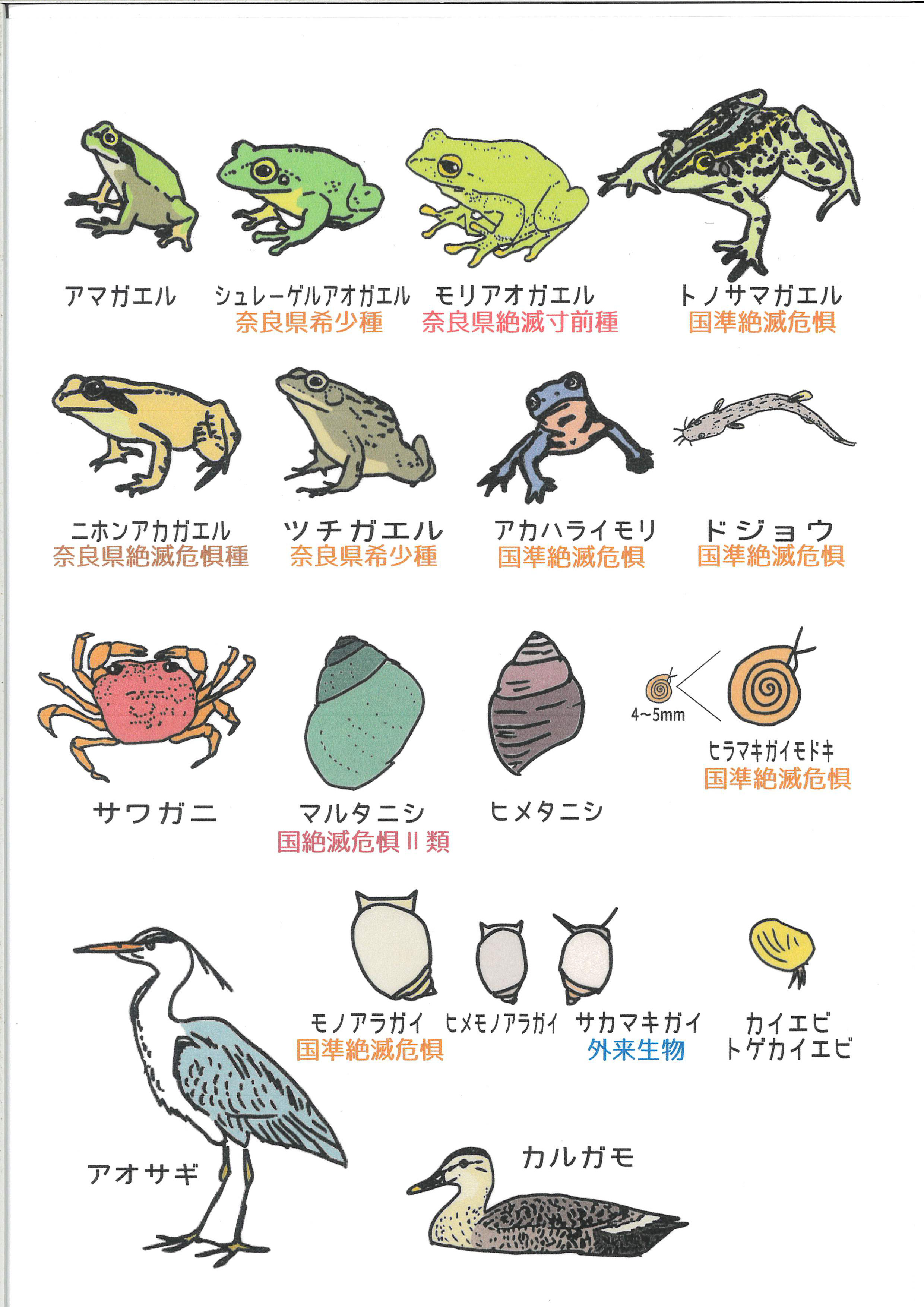 動物の比較法文化 動物保護法の日欧比較  /有斐閣/青木人志（単行本） 動物の比較法文化 | 有斐閣