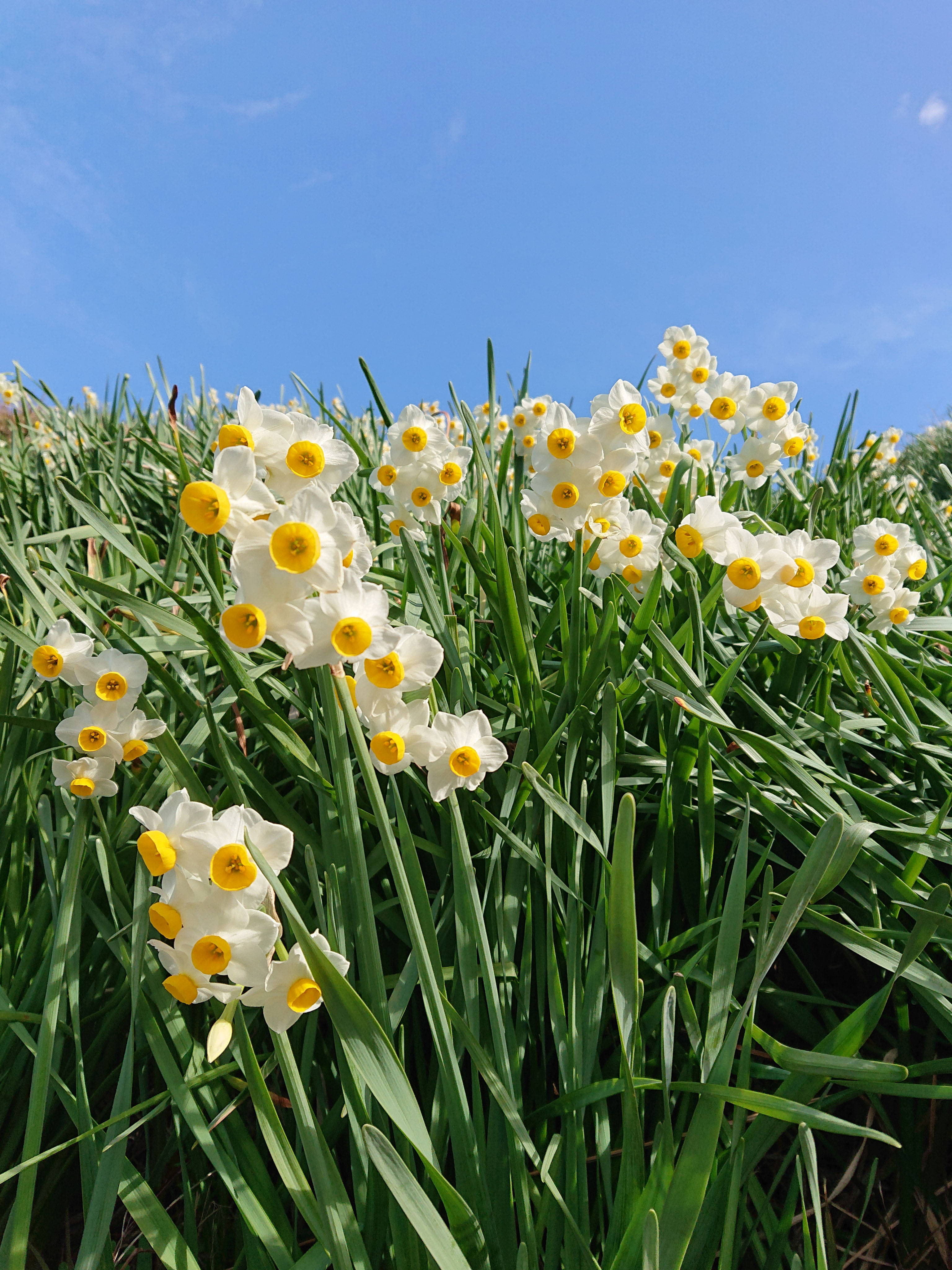 九州】秋の花絶景スポット22選！9月10月見頃のコスモス畑や