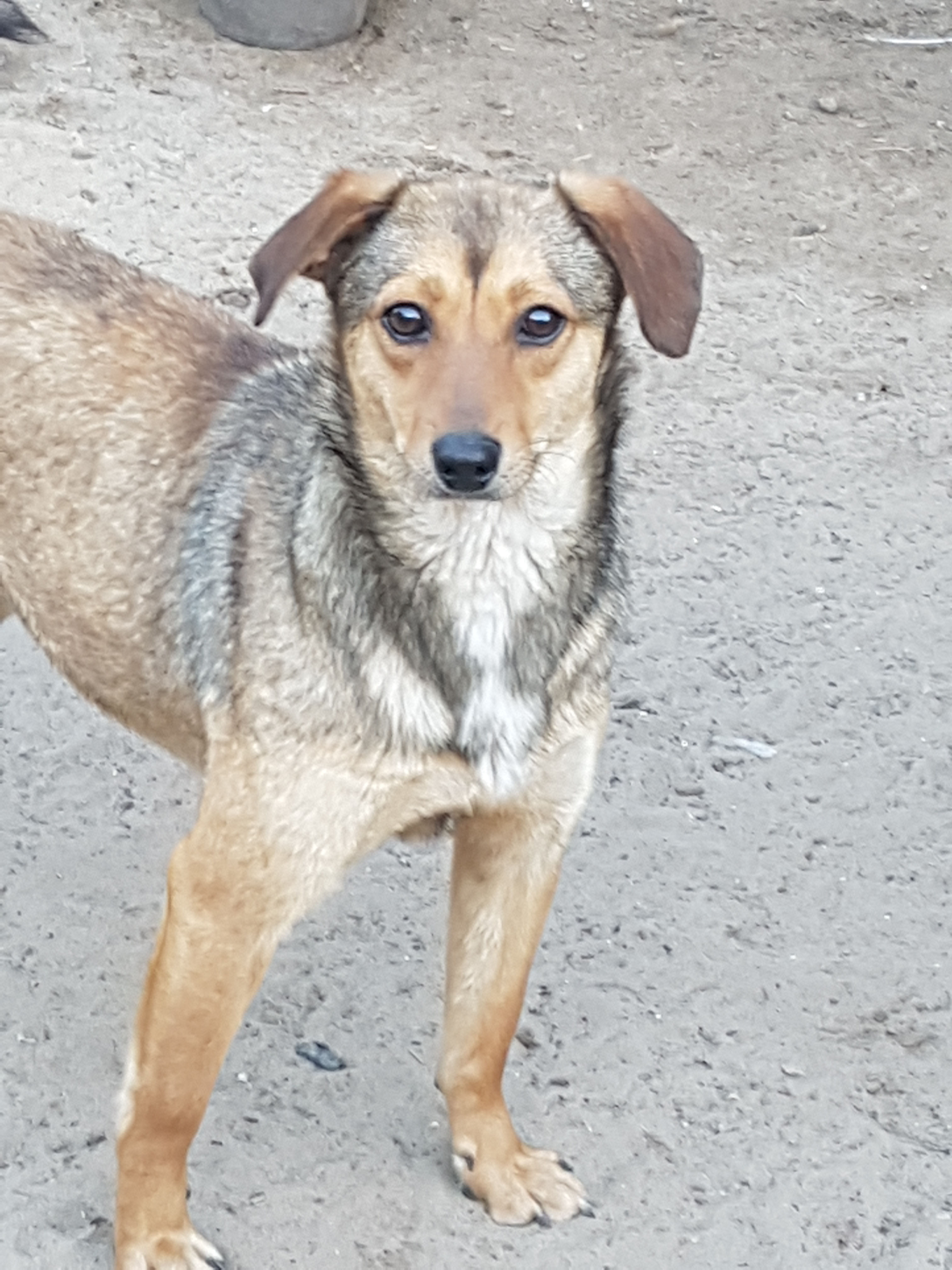 Hunde Aus Ungarn Erfahrungen