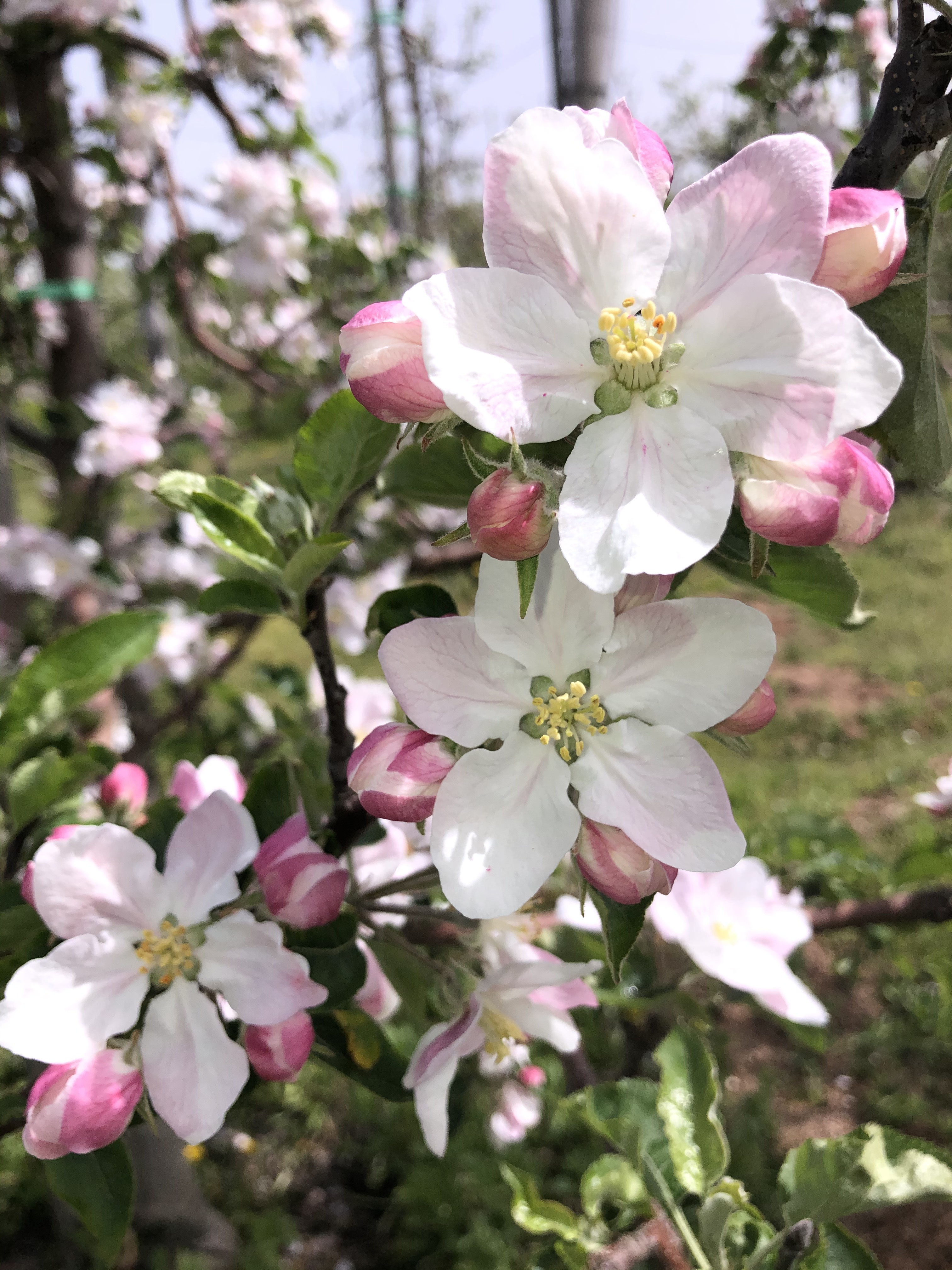 りんご* 高坂（こうさか）りんご | 山下フルーツ農園