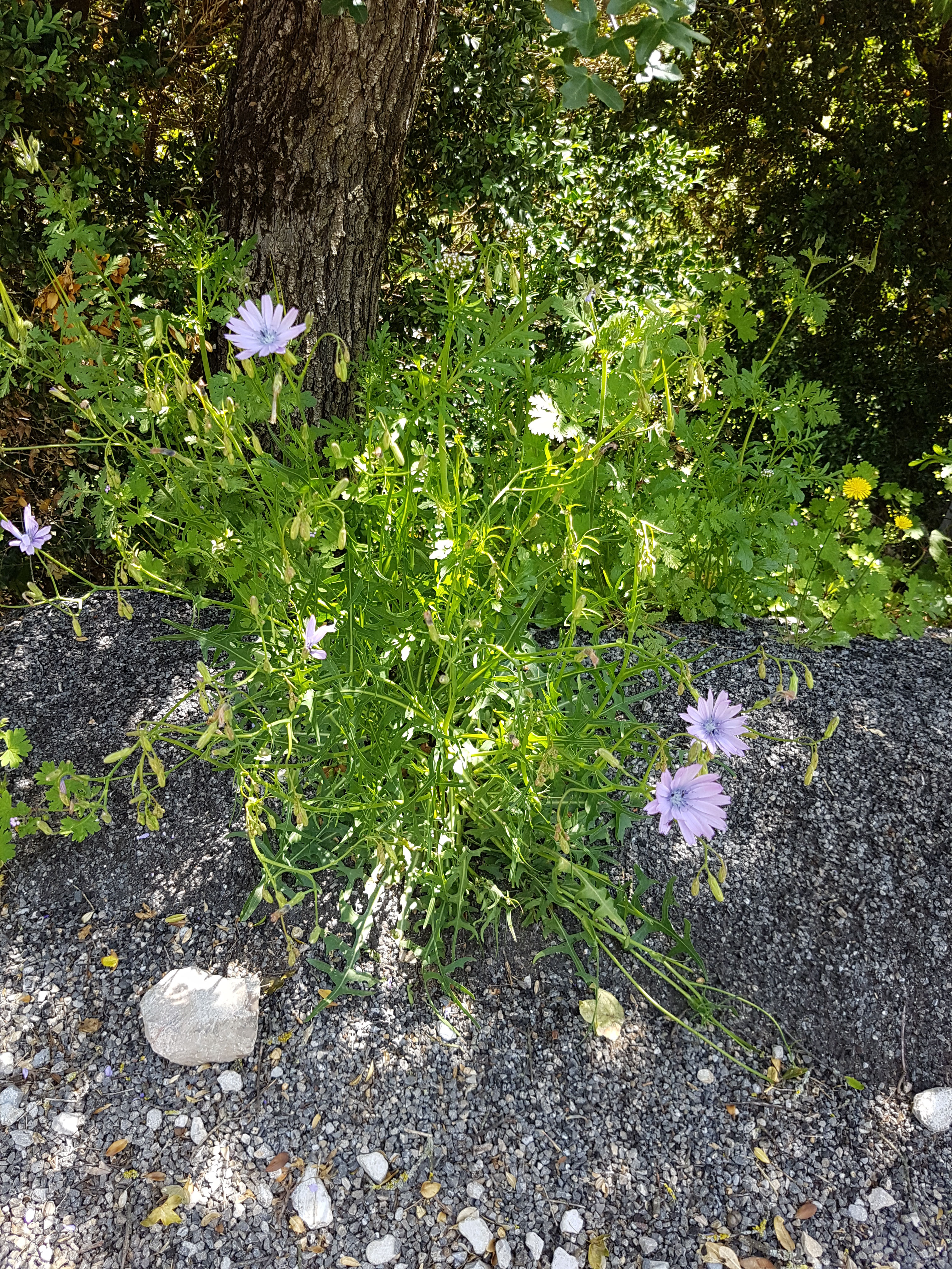 Flore locale