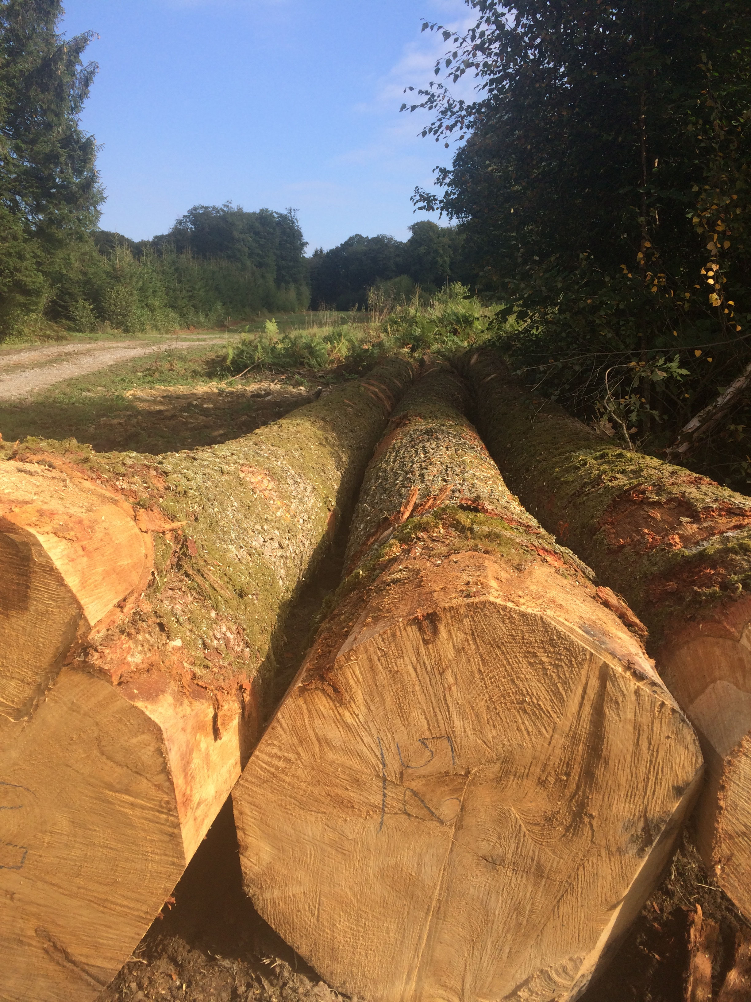 beech logs/oak logs/ash logs wood trade Belgium