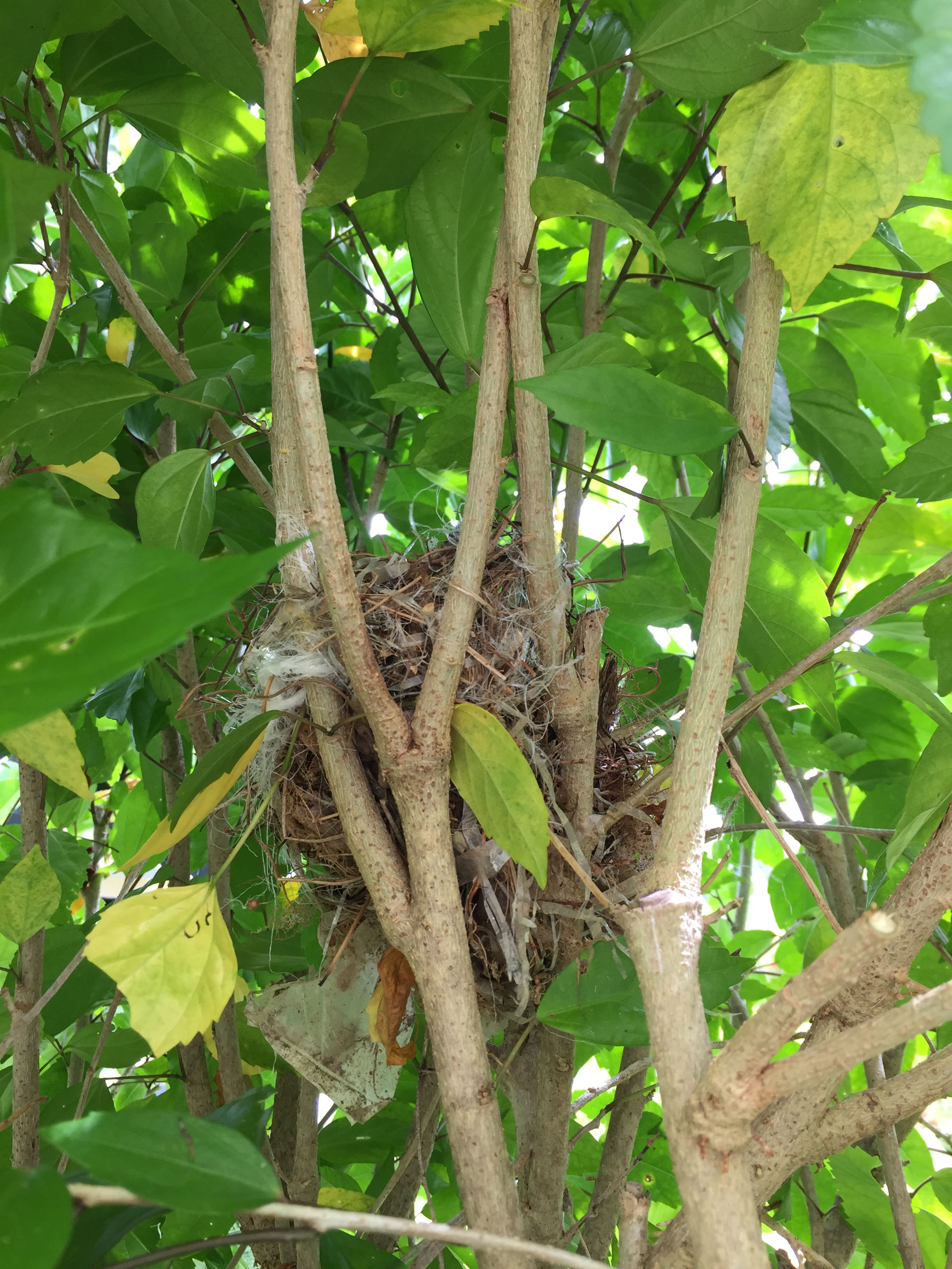 ひよどりの卵＆赤ちゃん - annsea-ishigaki ページ！