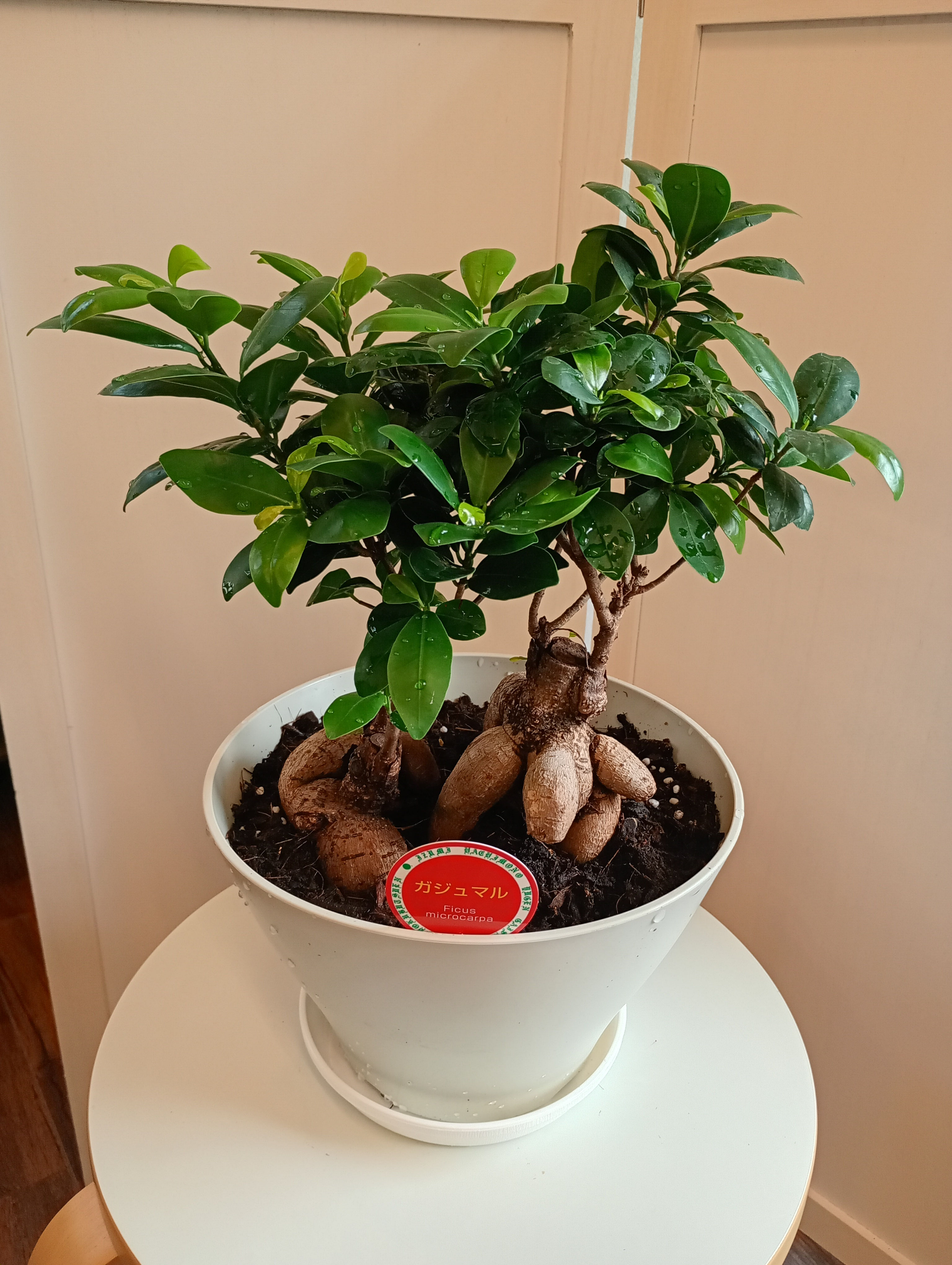 ニンジンガジュマル - FREEDOMへようこそ！