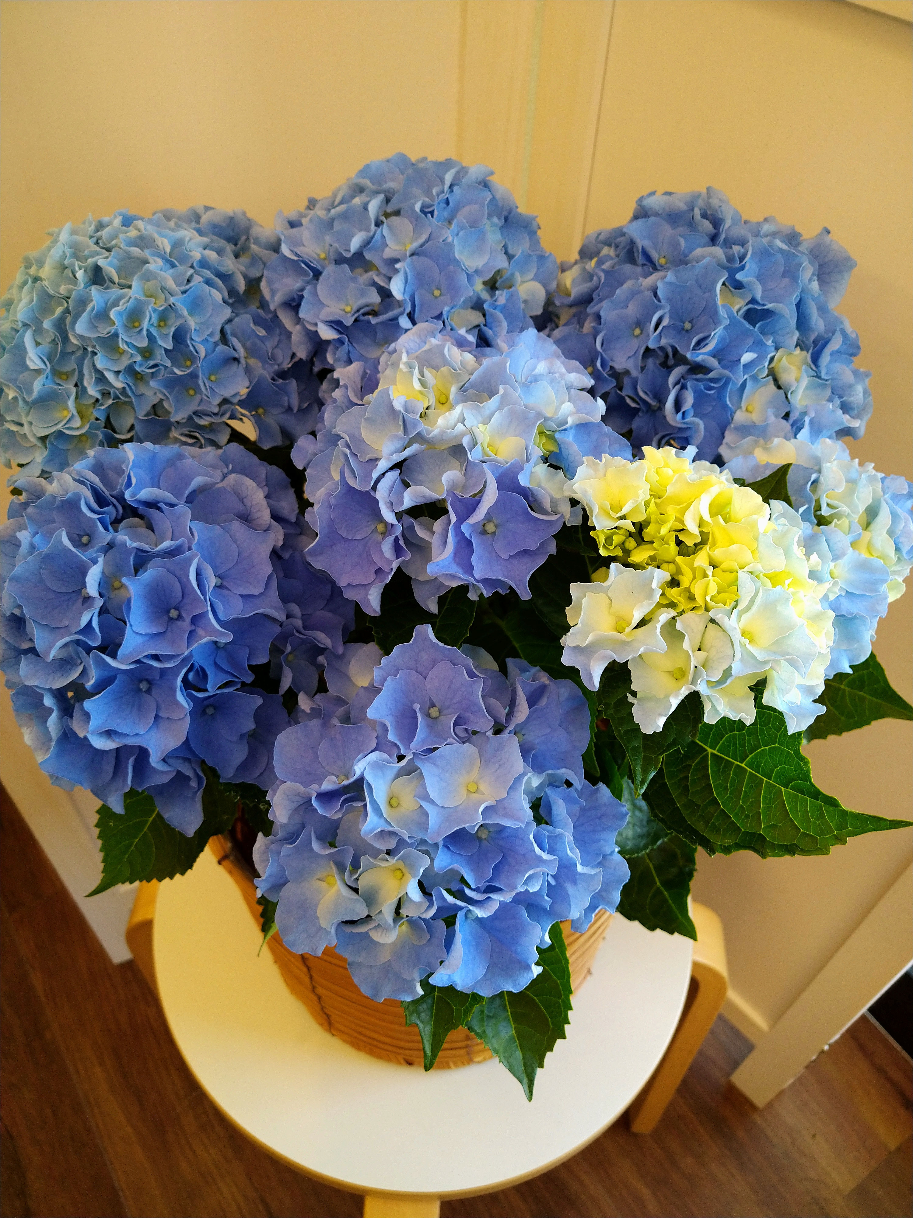 鉢花 BlueMN ☆花鉢・観葉植物 - FREEDOMへようこそ！