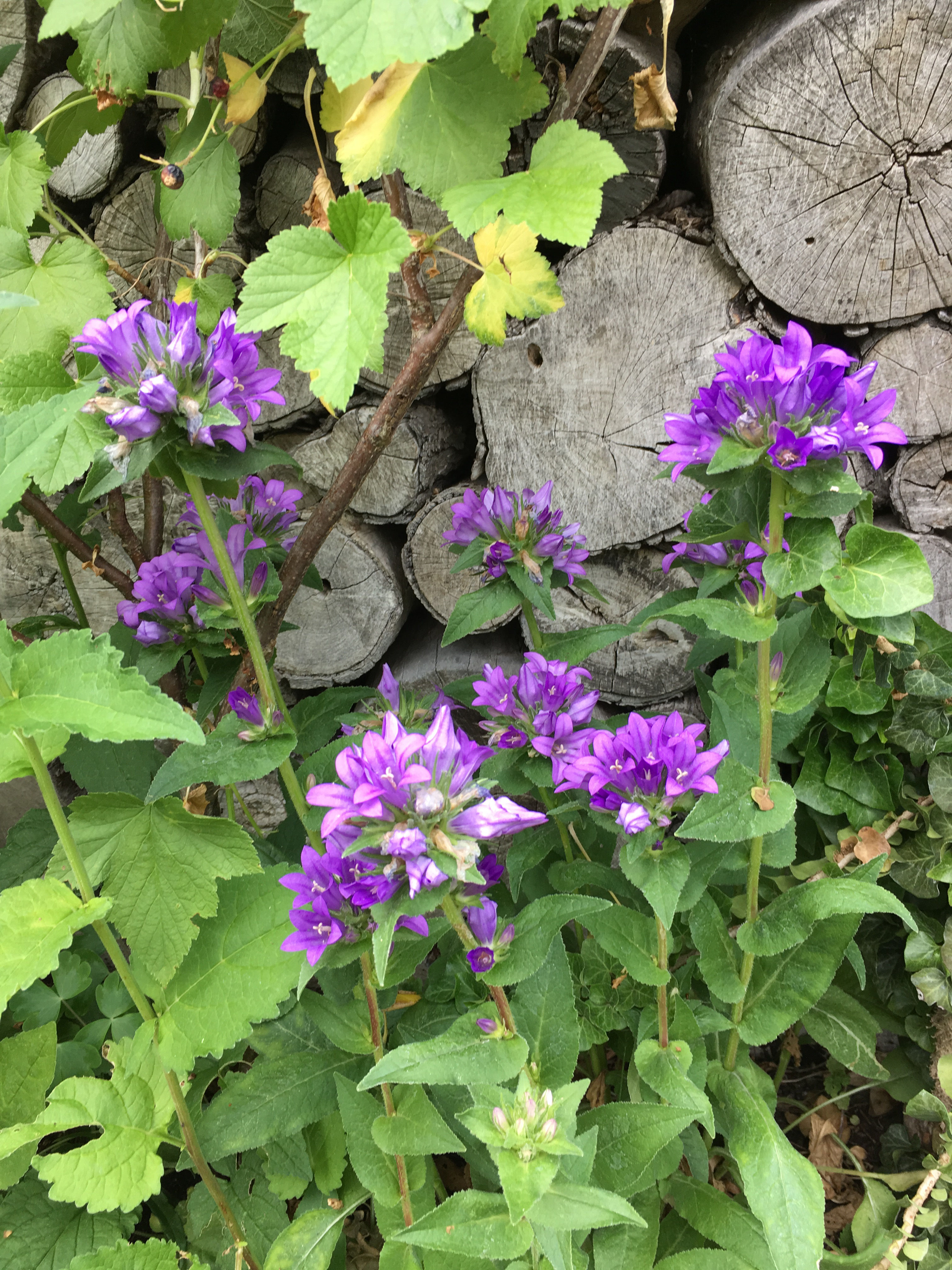 Glockenblumen - aus-meinem-garten