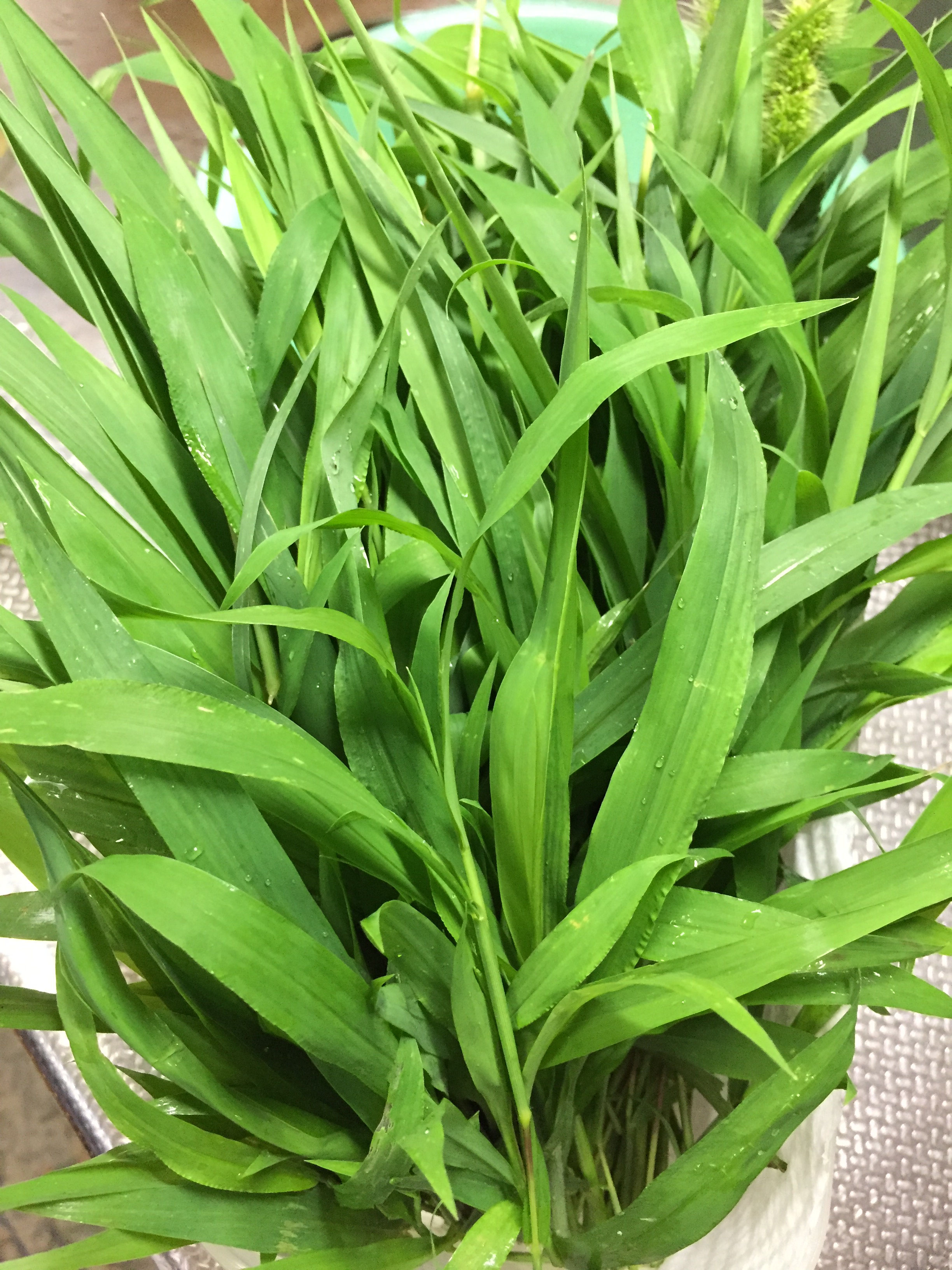 エキゾチックアニマル用の栽培計画 Syncrite Farm ページ