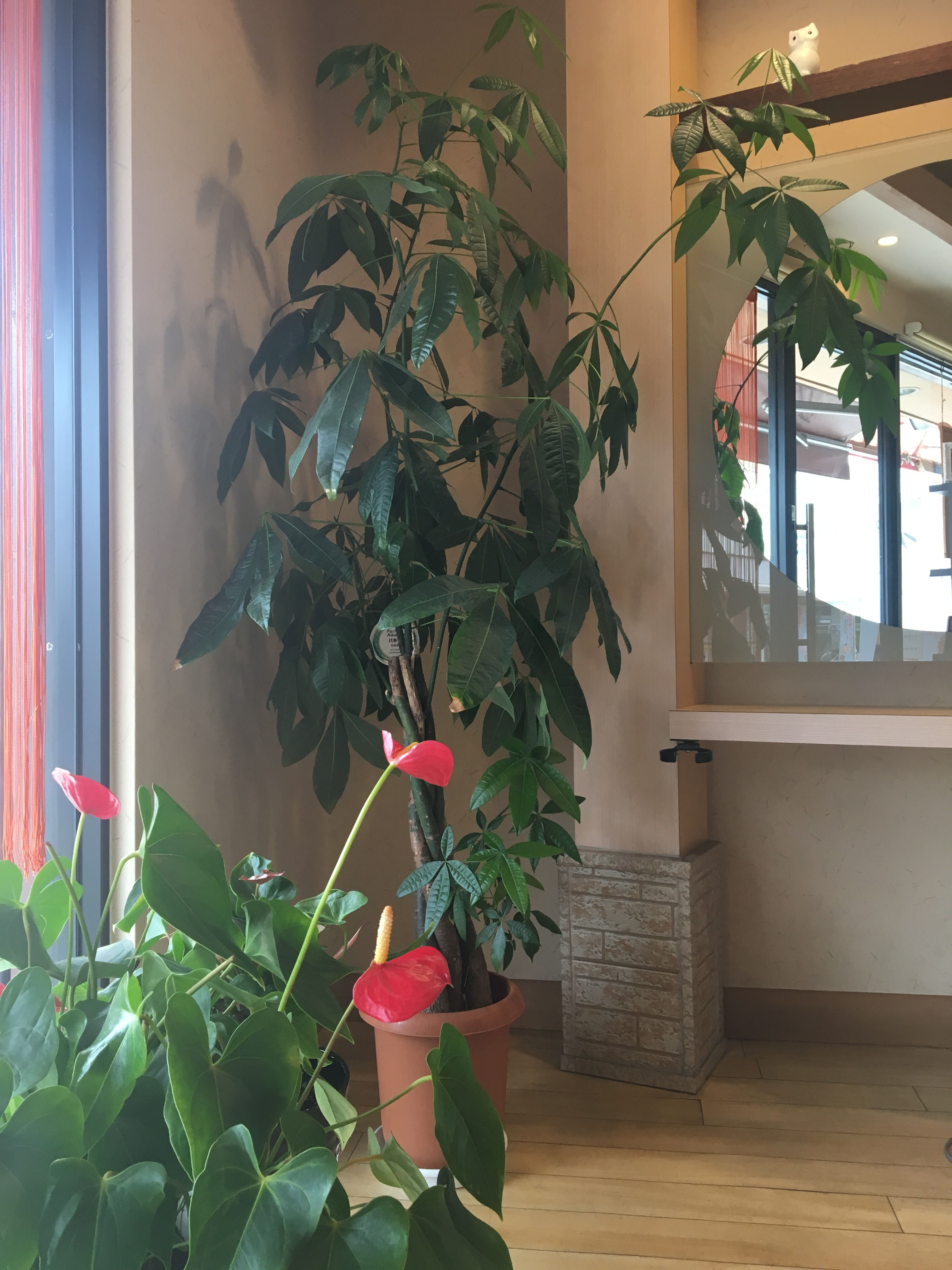 店内の植物 稲沢市奥田のアンズ美容室 美容院