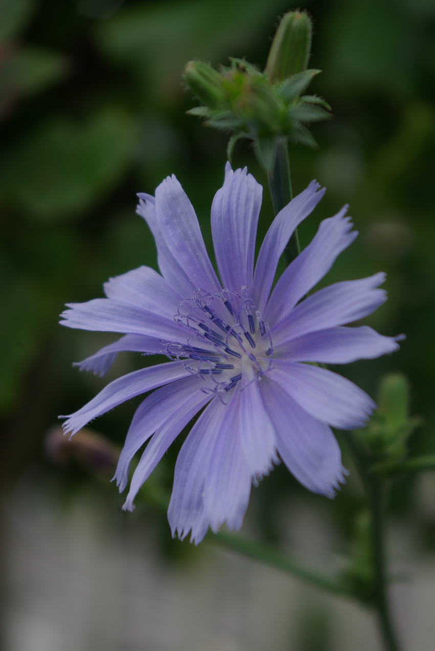 Die Blaue Blume eine Inspiration Nachhaltiges Design