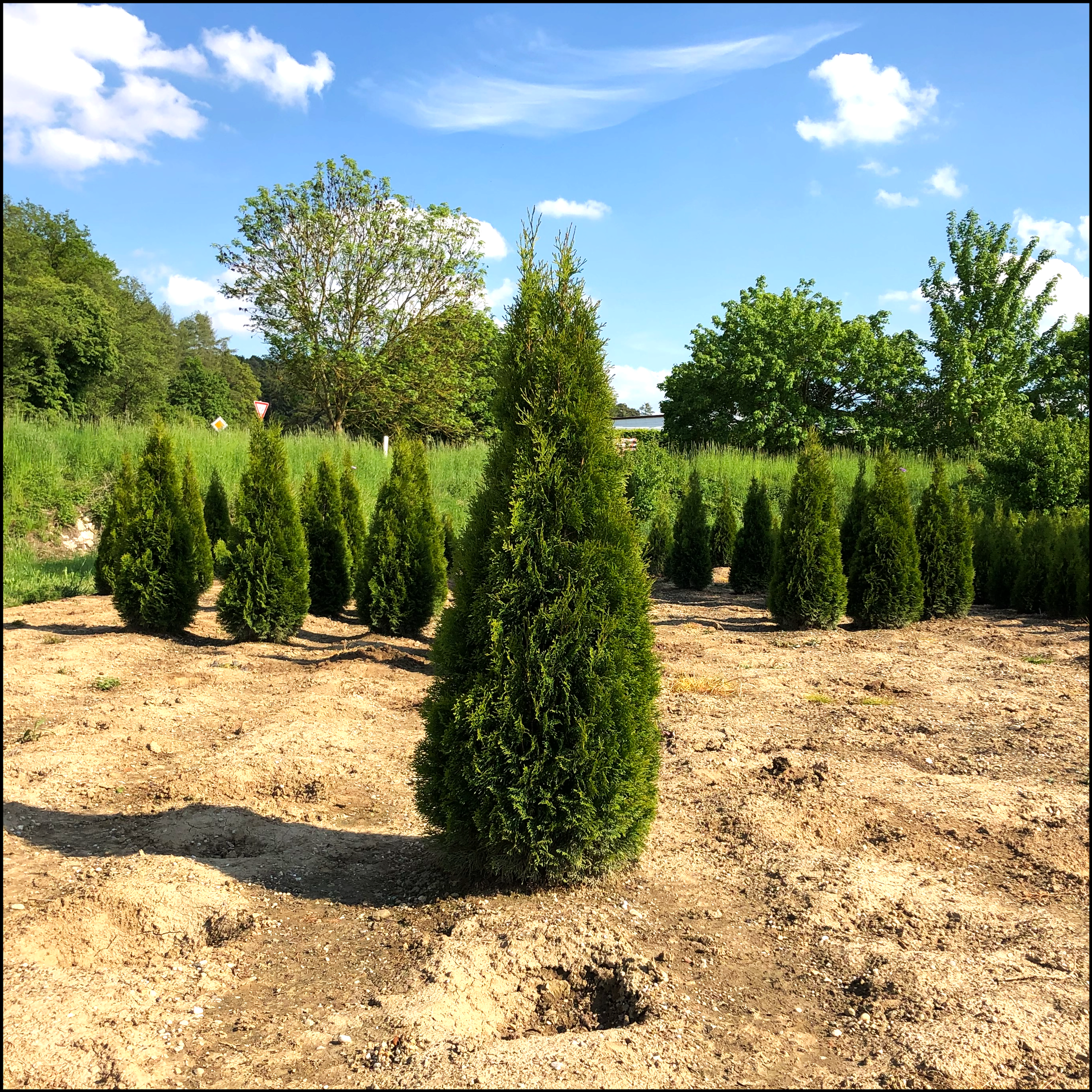Thuja occ. 'Smaragd' - Bayernhecke