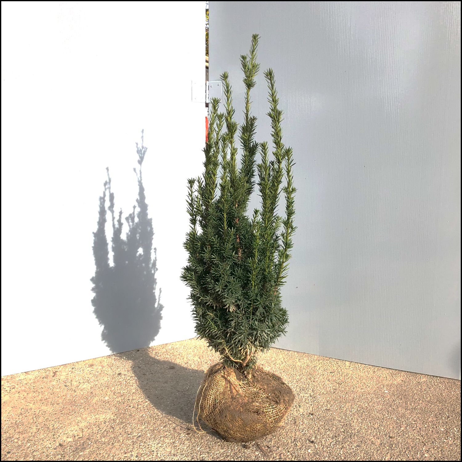zimmerpflanze ähnlich gummibaum Gummibaum XL | Ficus elastica