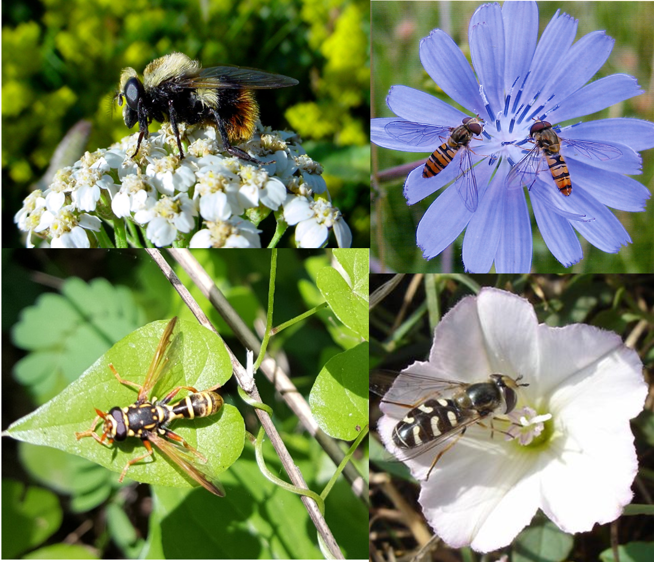 LES SYRPHES, REVELATEURS DE L'ECOSYSTEME, par Véronique ...