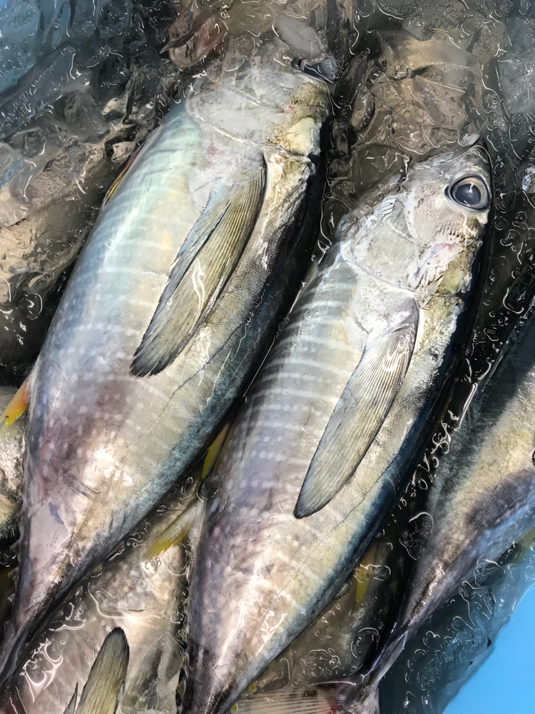 カツオ マグロ大漁 御前崎さかな市場 福泉ホームページ