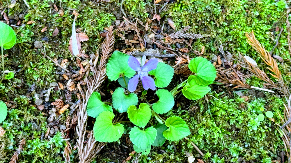 書道を清め極め励め2025☆第41回成田山全国競書展開催(書乃輪学生優秀