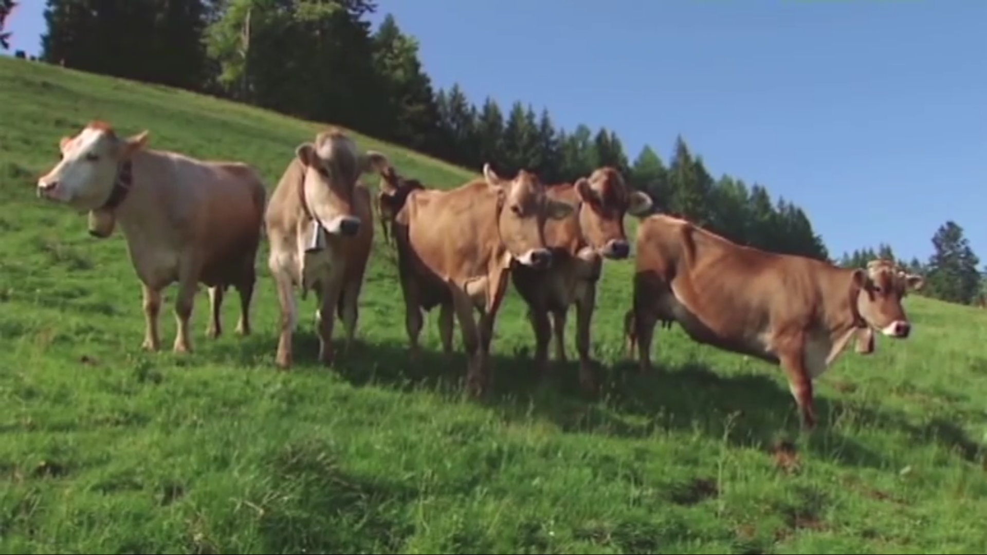 Copyright Die-kaesealm.at (c) Die-kaesealm.at